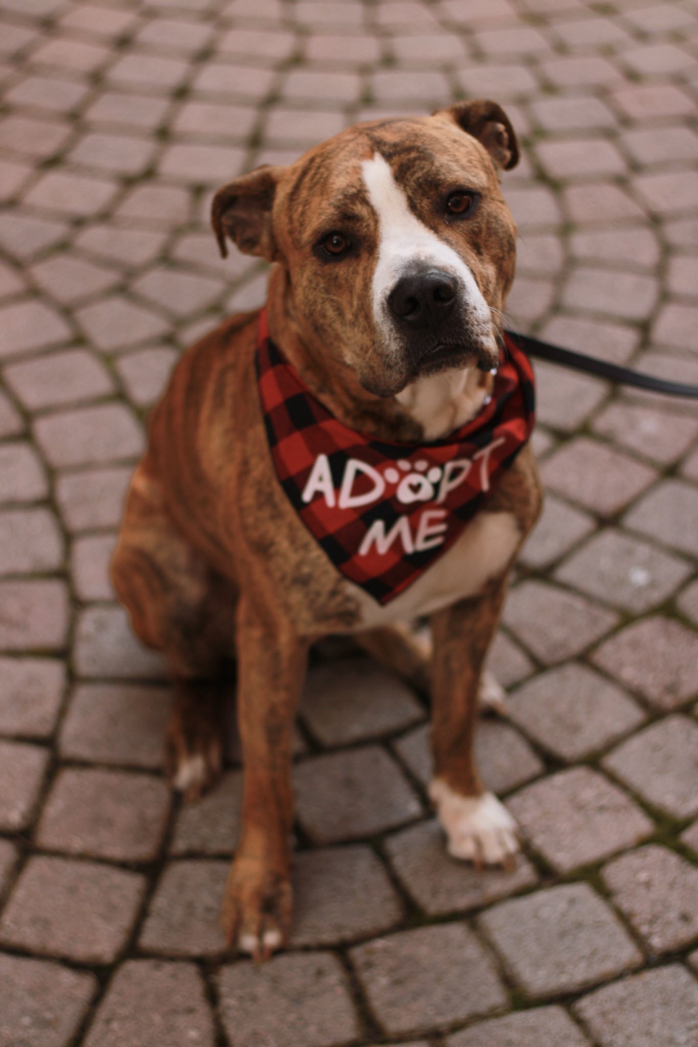 BJ’s Second Chance 