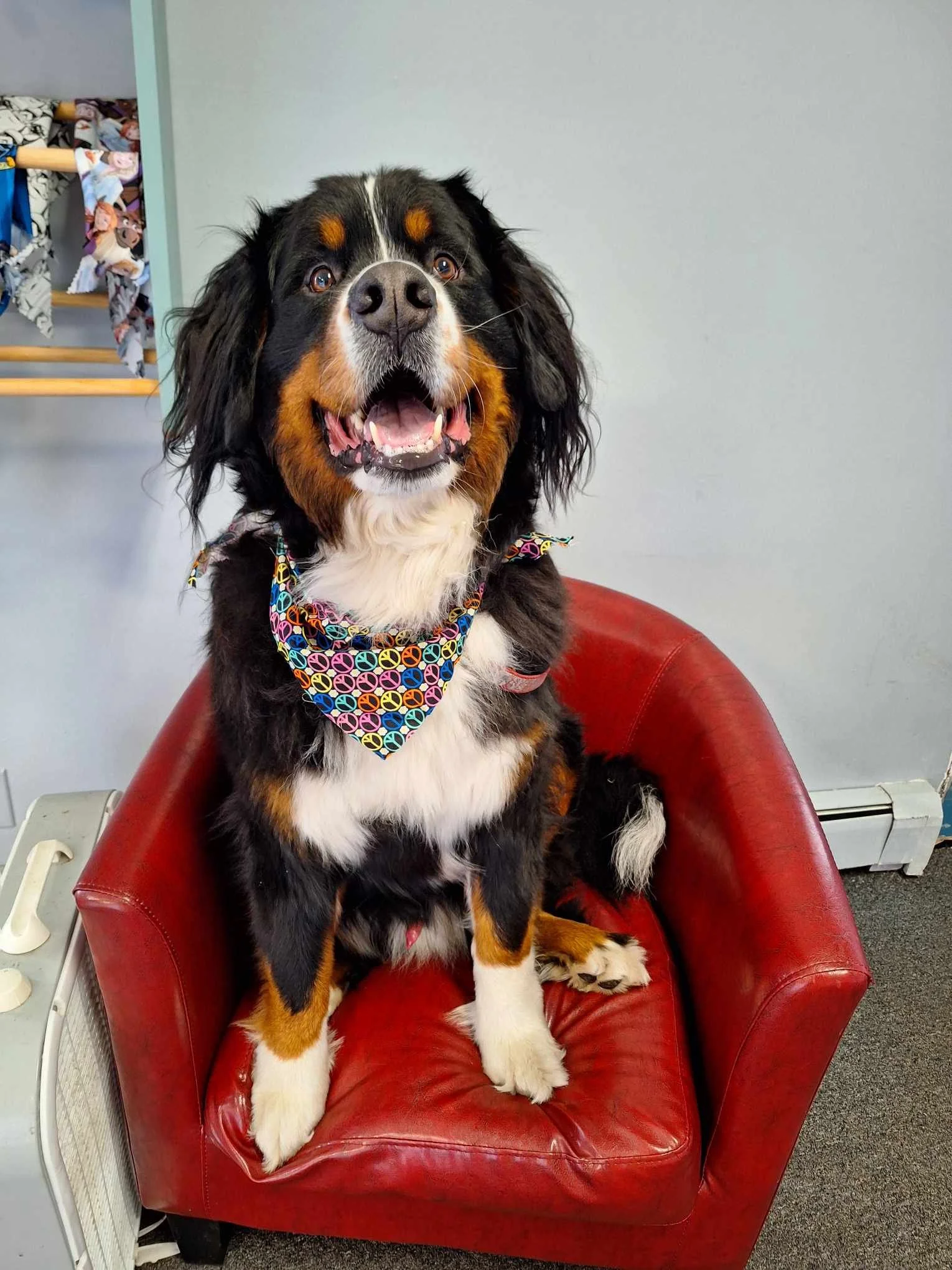 Handsome Bernese Mountain Dog Demetrius freshly groomed