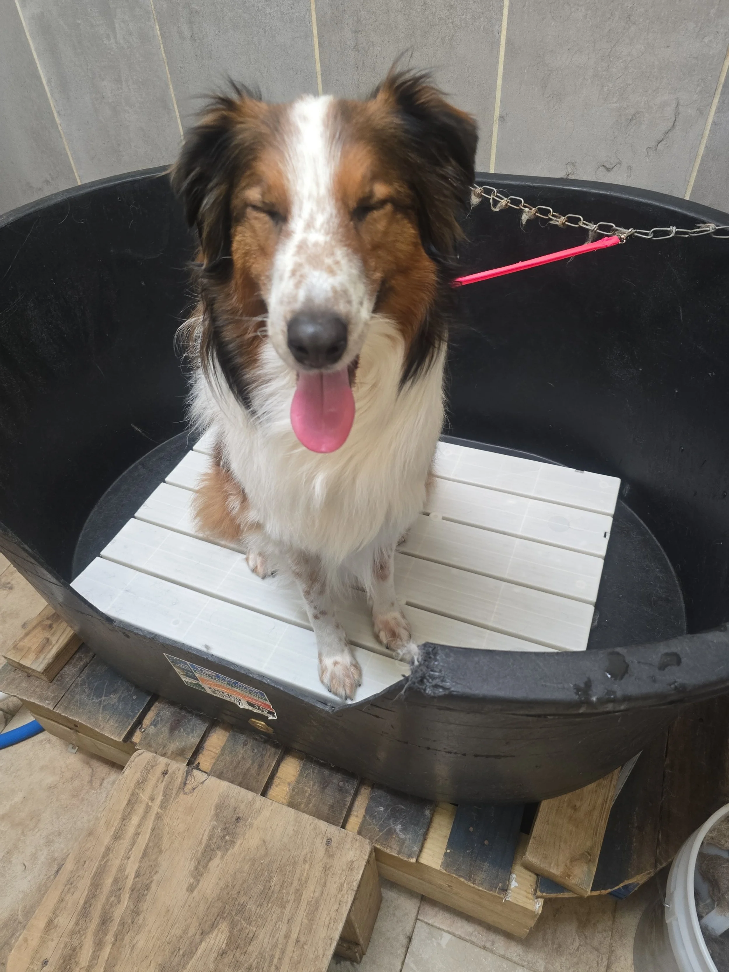 Collie mix ranger sticks his tongue out