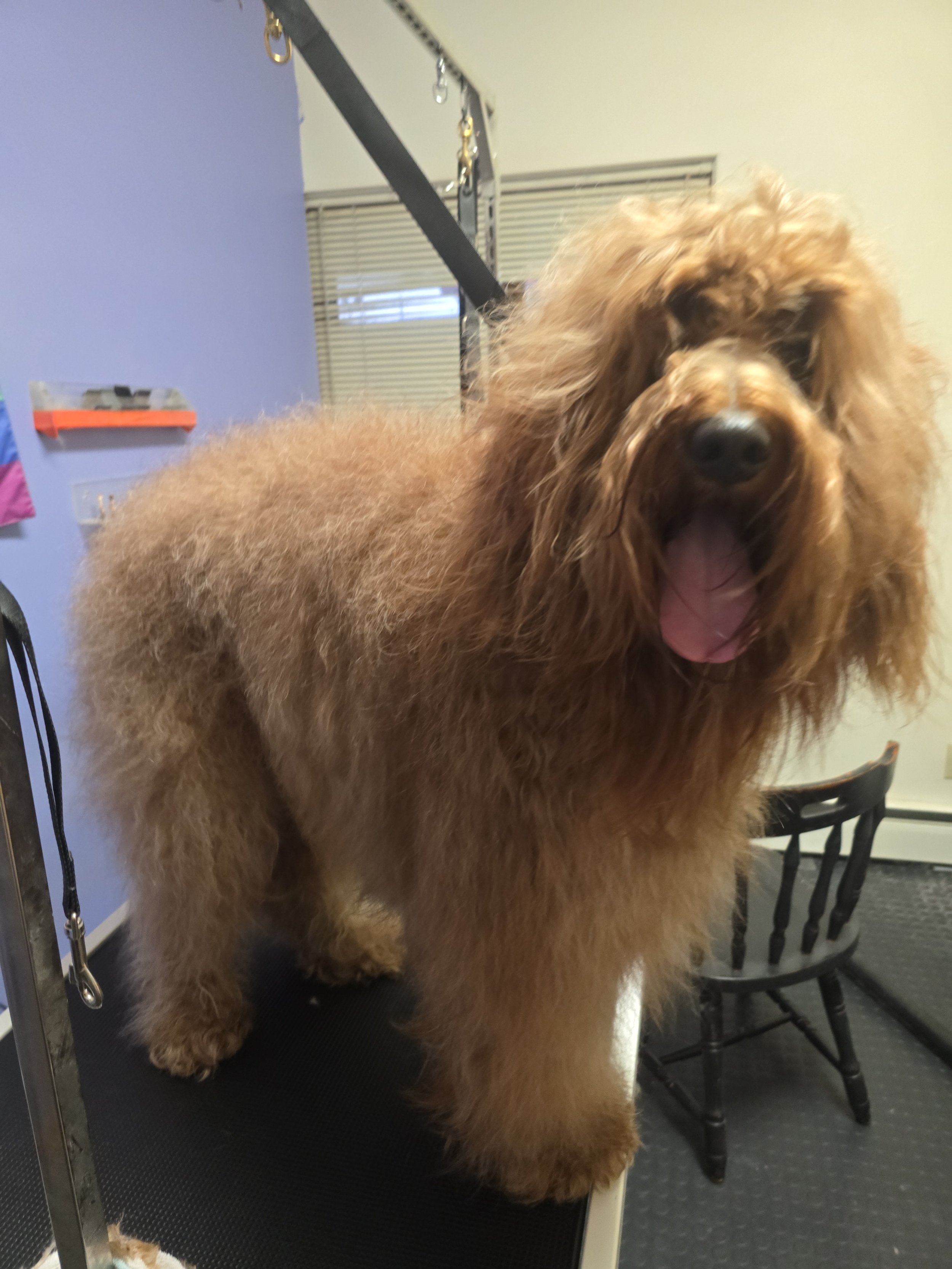 Long haired goldendoogle