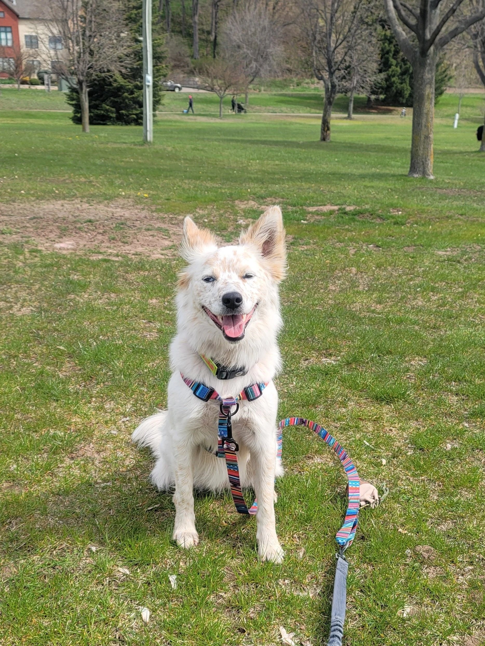 Atlas and I worked together at the park to calmly watch bikes and dog friends go by!