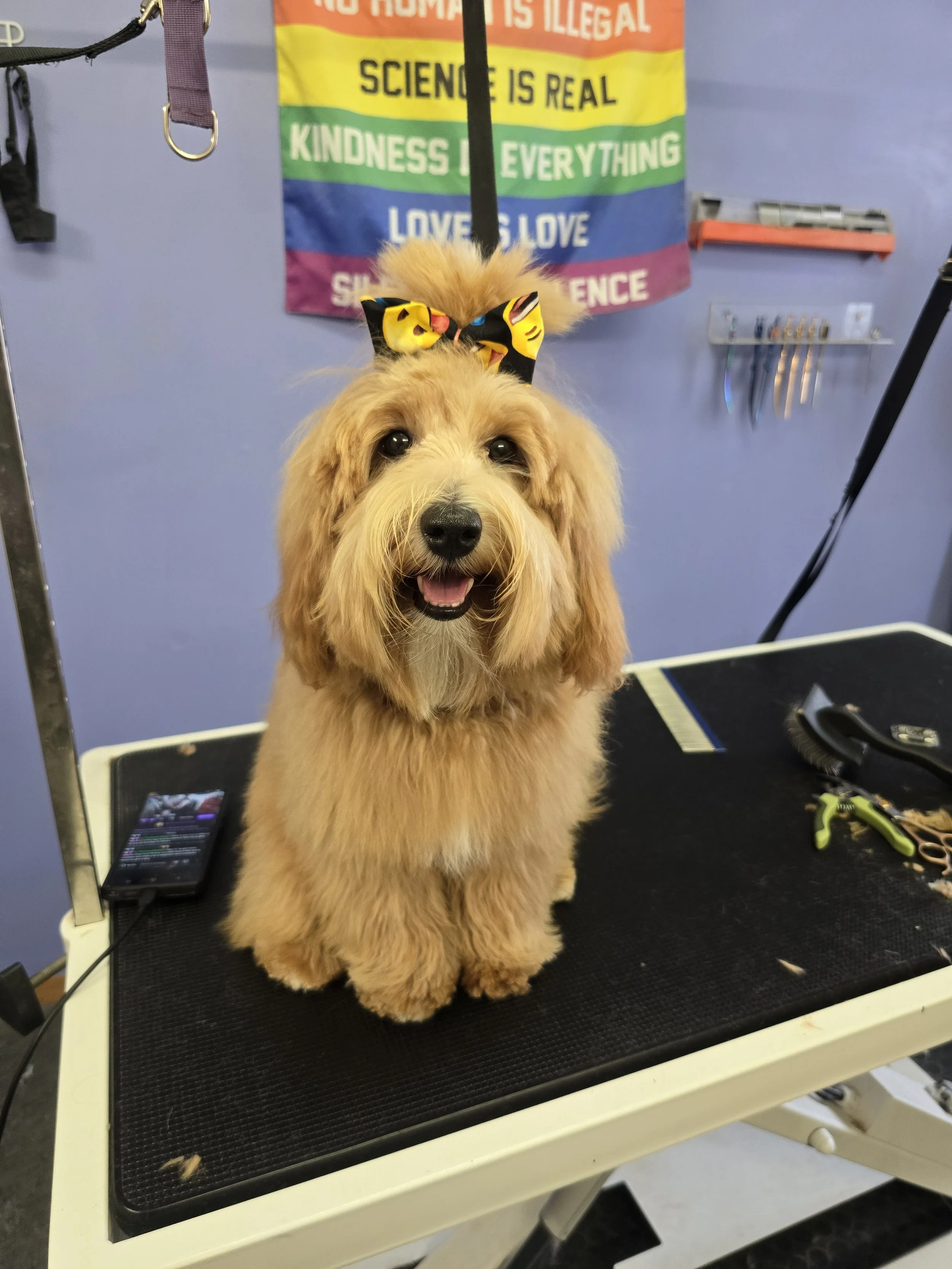 Maizie the mini doodle looking all soft and representing a stuffed animal. Seriously she is more hair than dog.