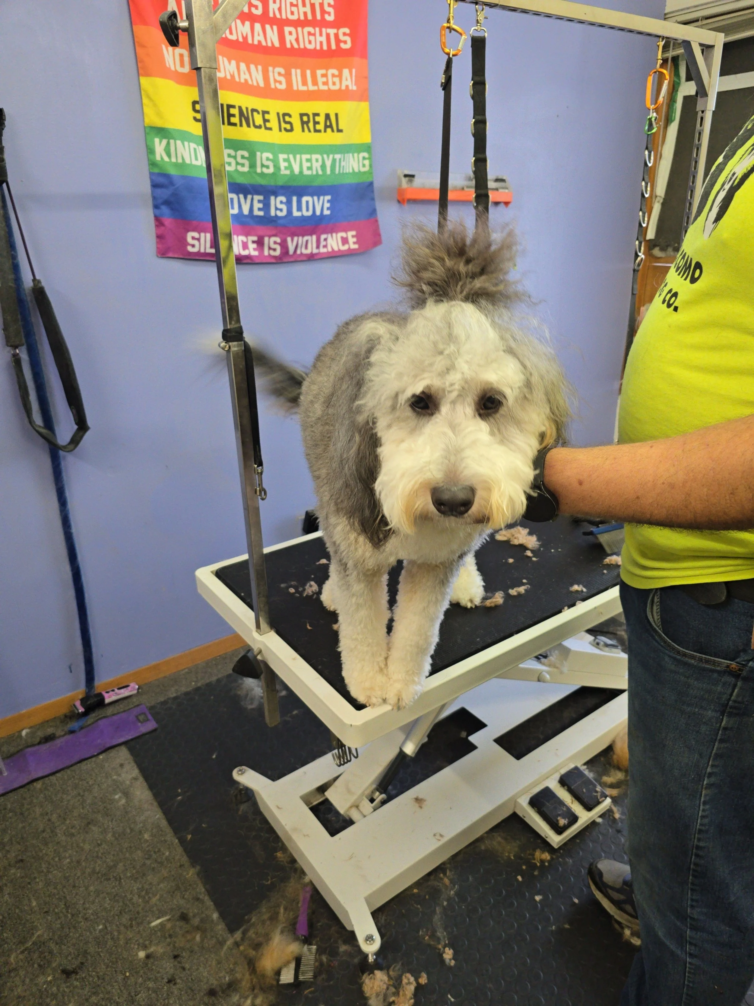 Wout's man bun bernedoodle
