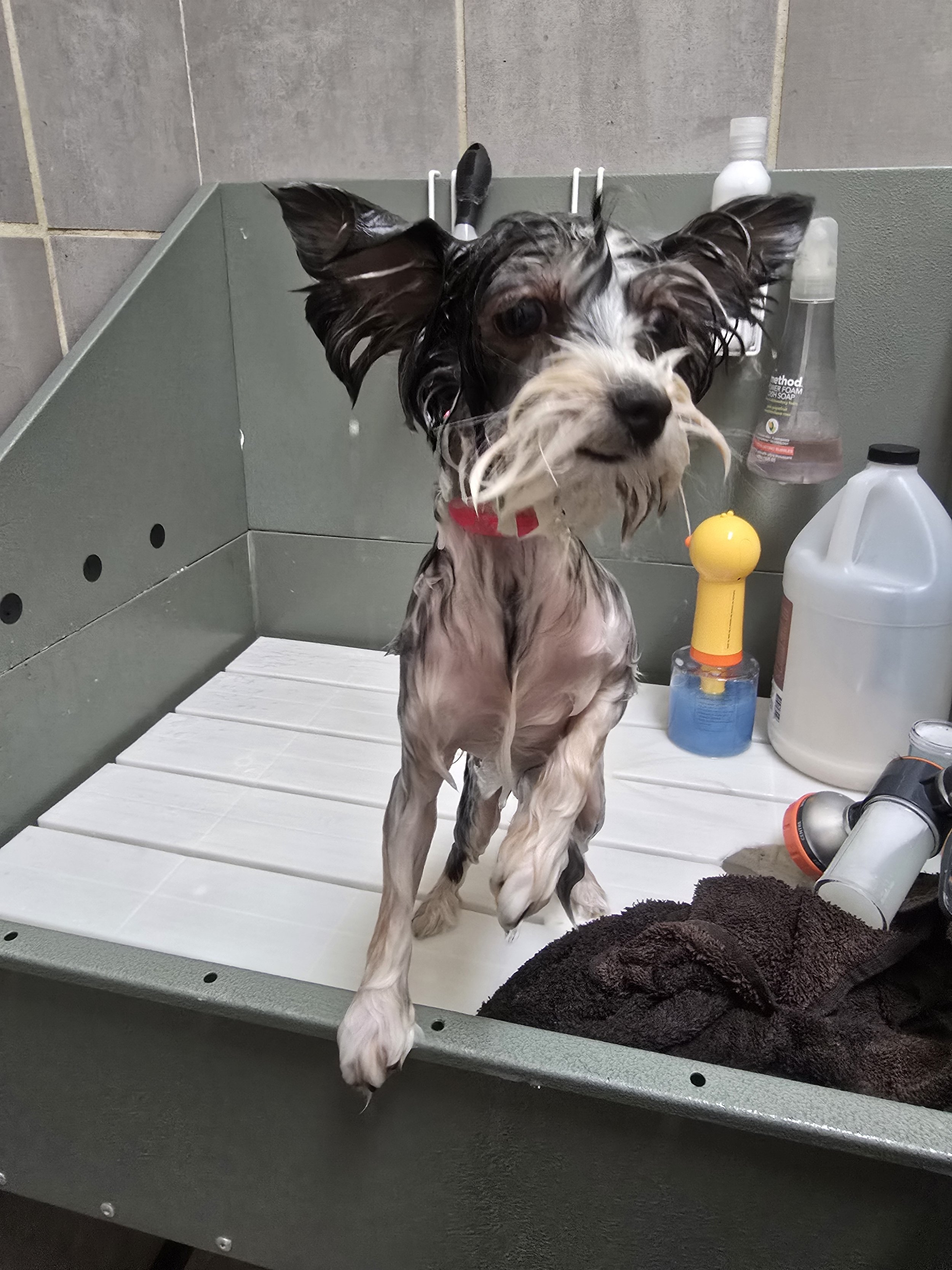 Mia all wet biewer terrier