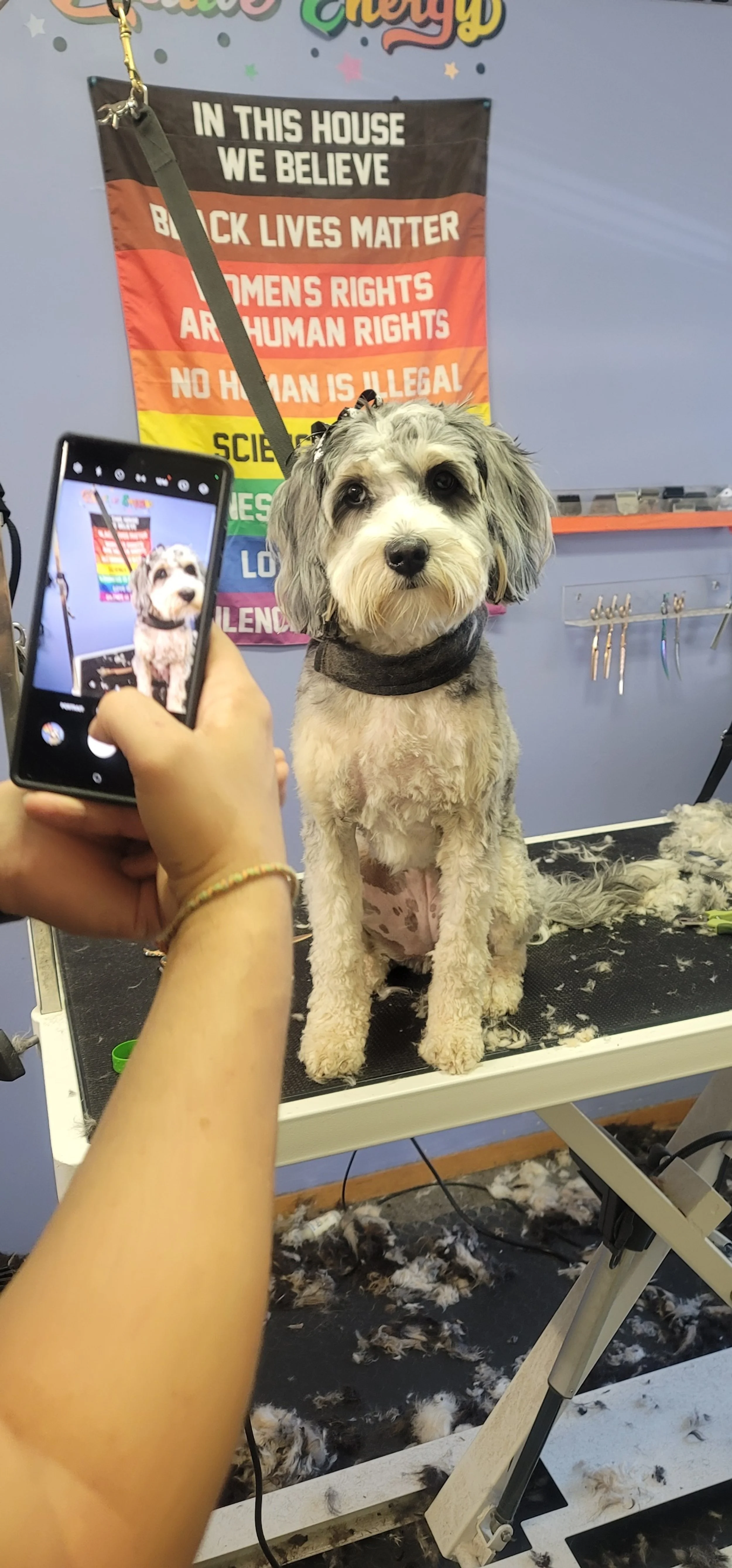 Harley poses for a picture bernedoodle