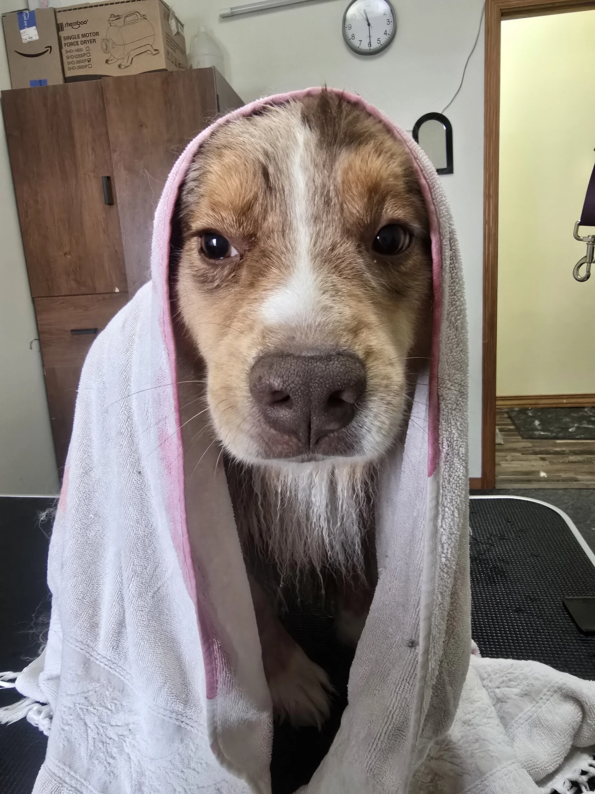 Grooming makes Goji sleeping Australian shepherd