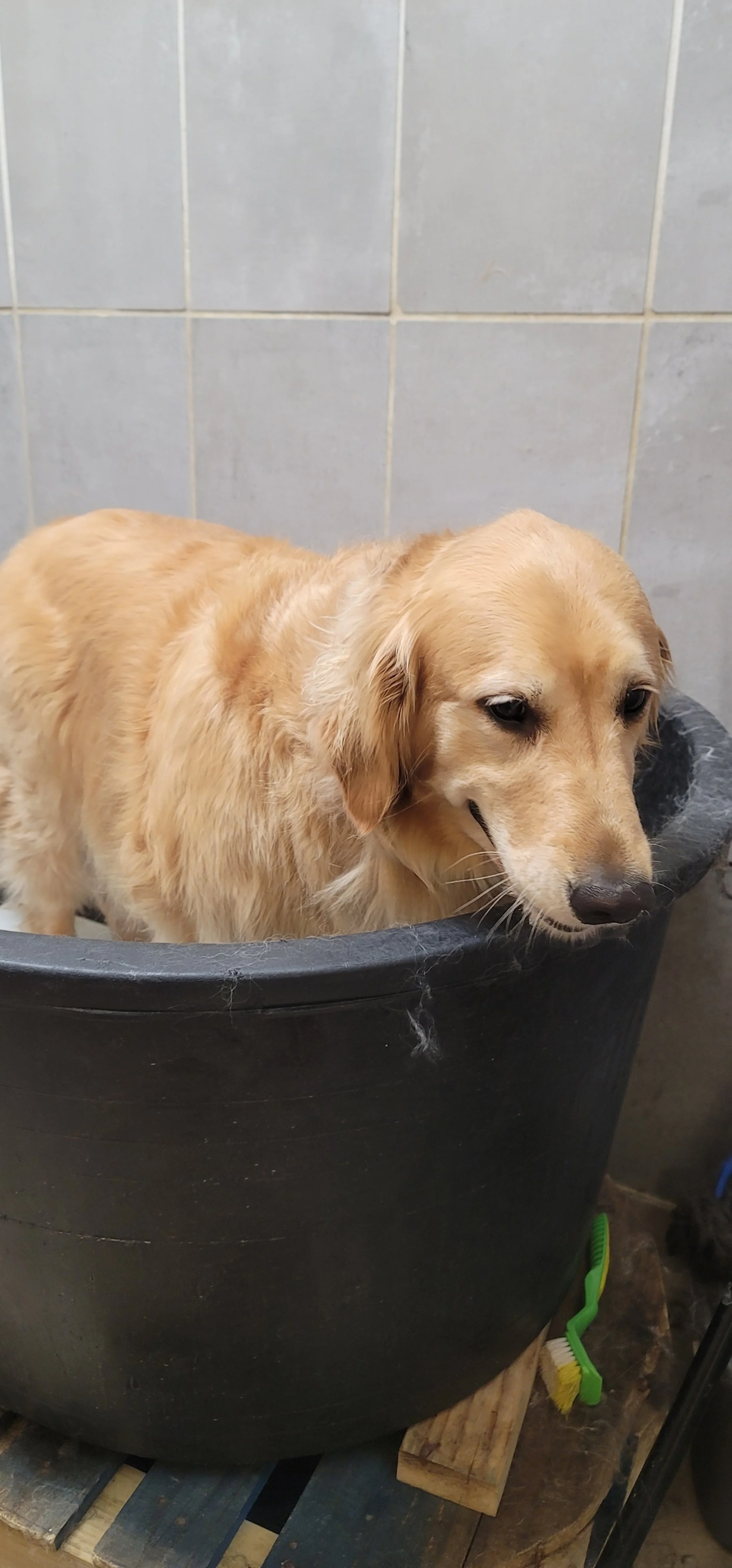Bo ready for freshening golden retriever