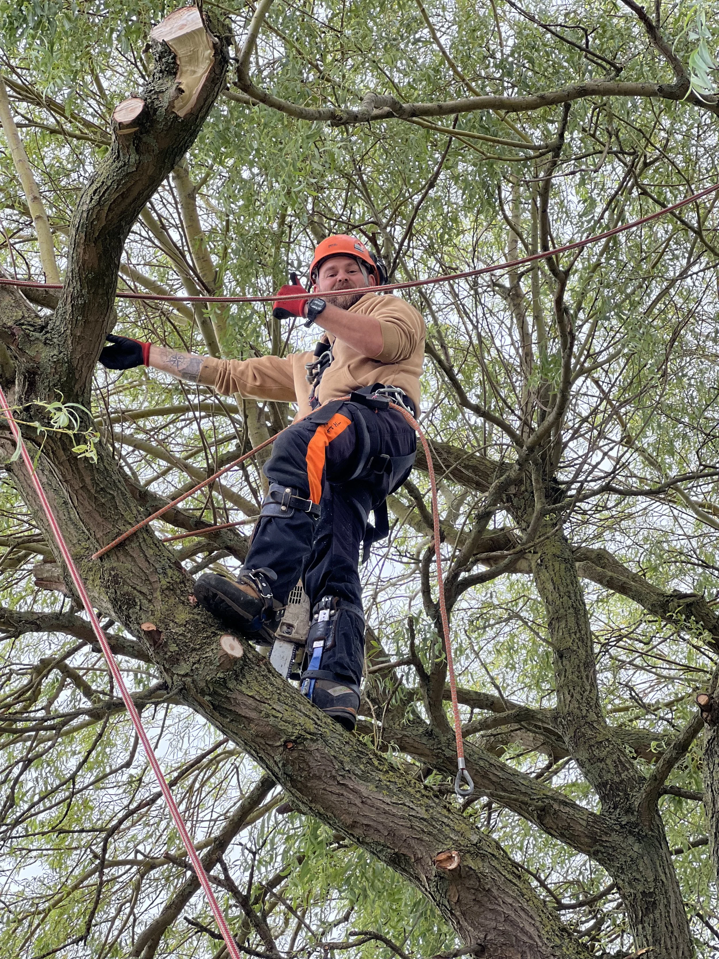 A man wearing safety gear and an orange helmet is climbing a tree with ropes and harnesses in an outdoor setting surrounded by green leaves.