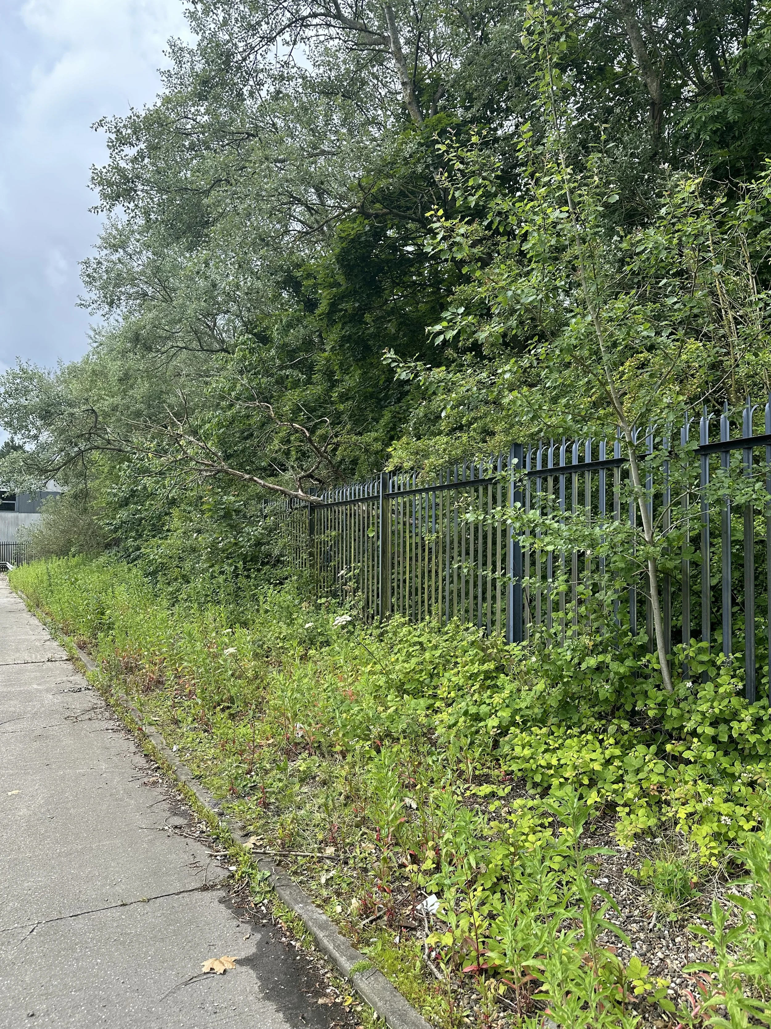 Sidewalk with overgrown plants and trees next to a black metal fence, under a cloudy sky.