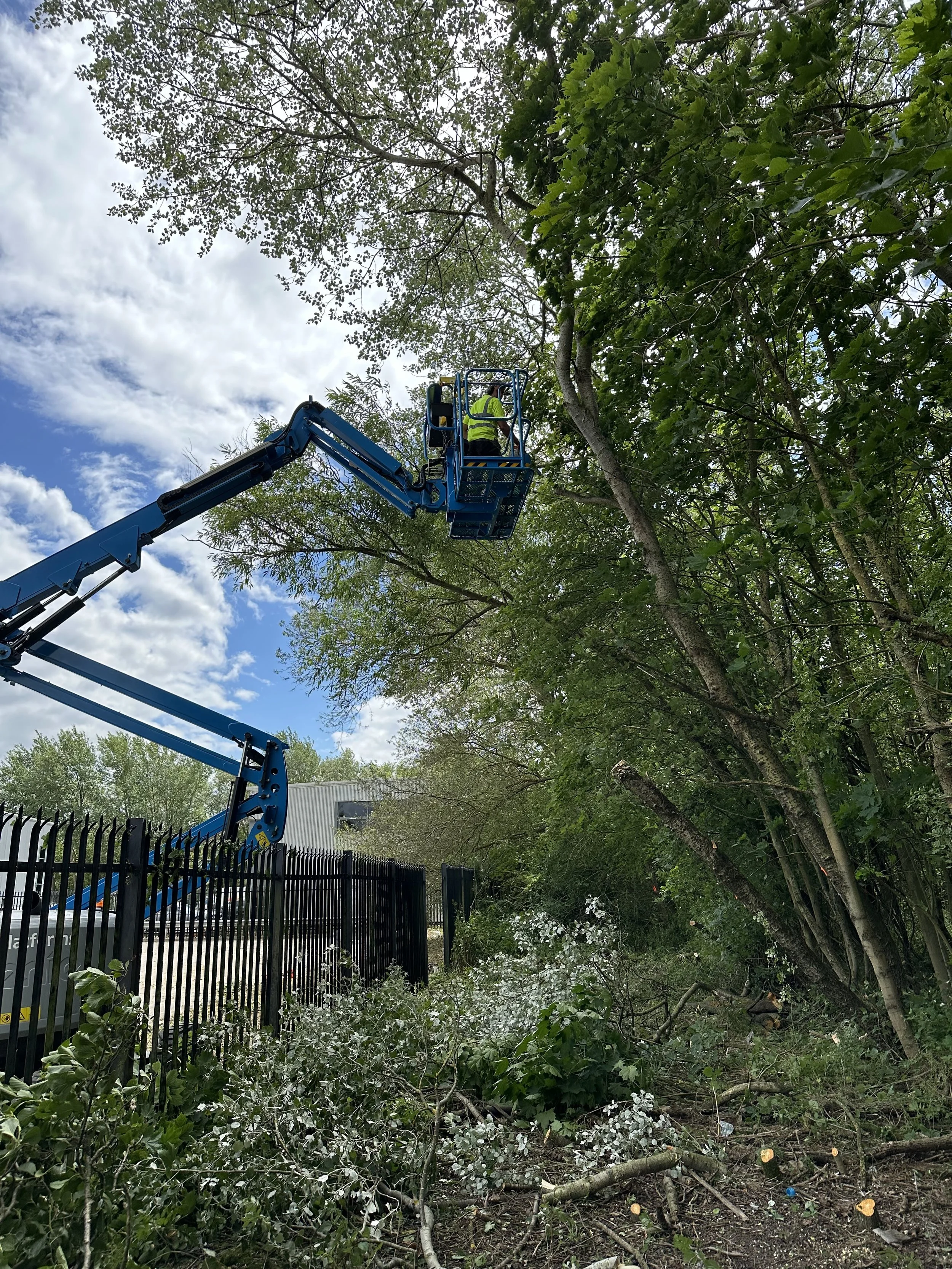 A worker in a yellow safety vest is working in a bucket lift trimming or cutting branches from tall trees near a black metal fence on a partly cloudy day.