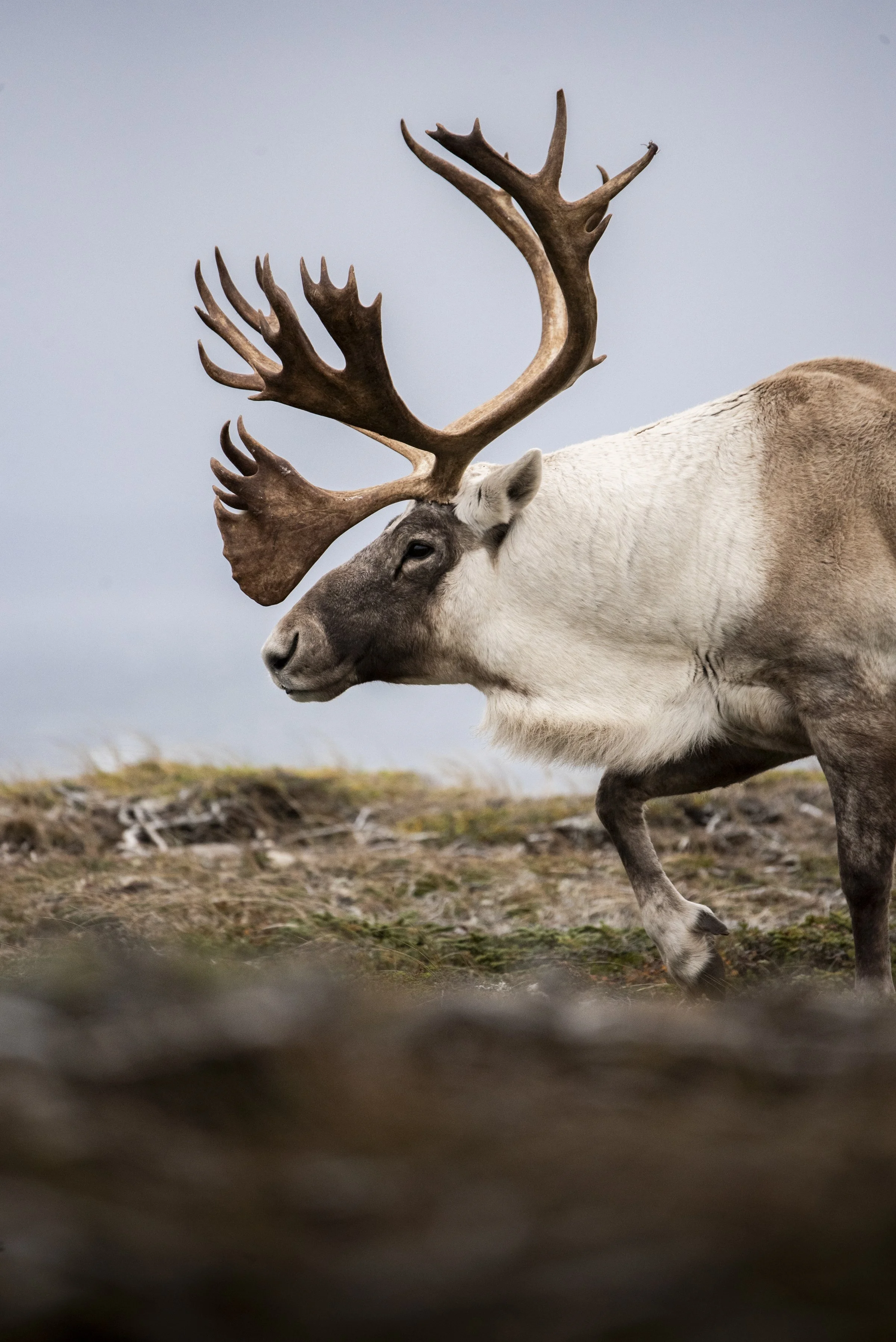 Caribou 2