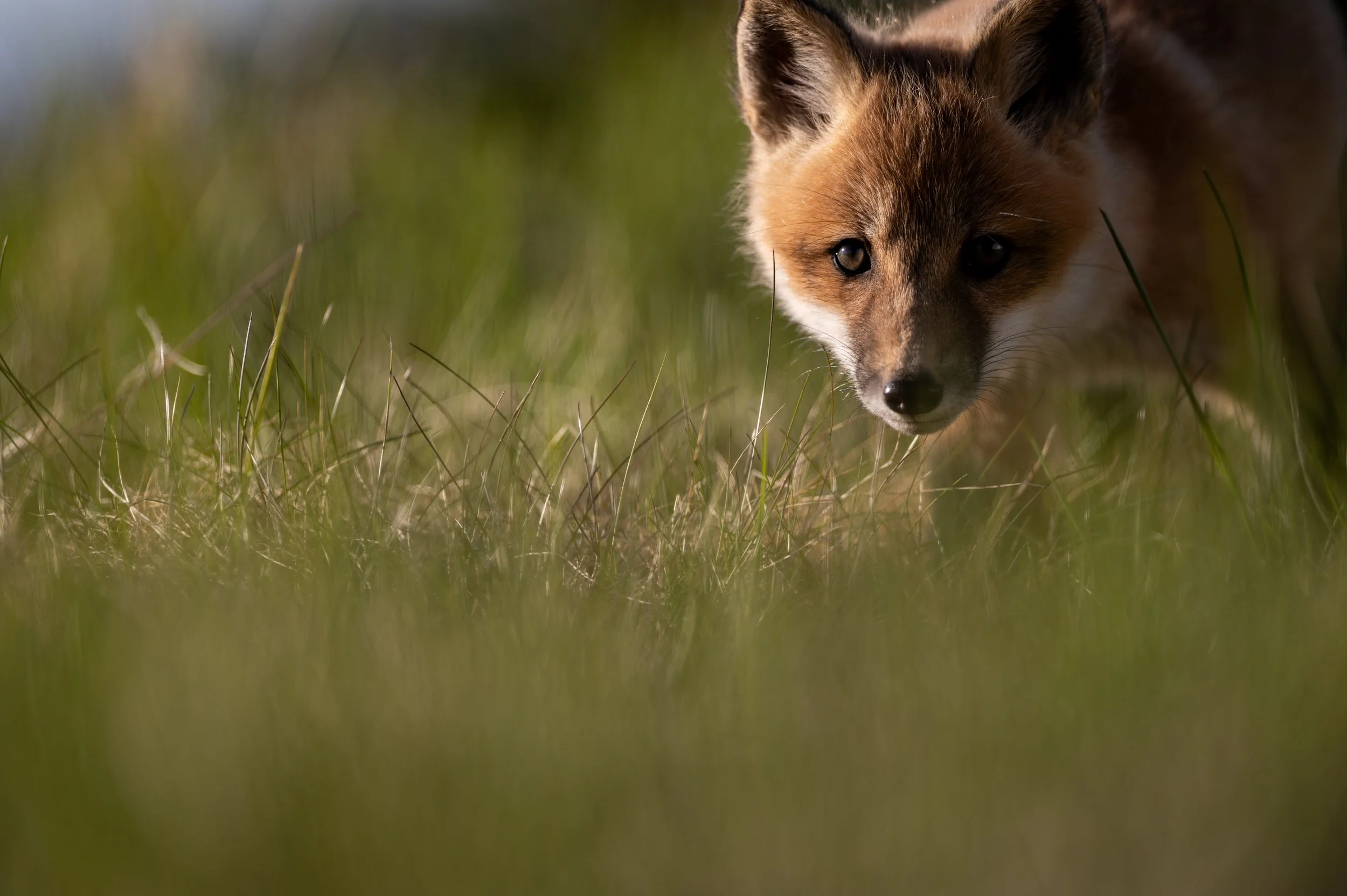 Renard13.jpg