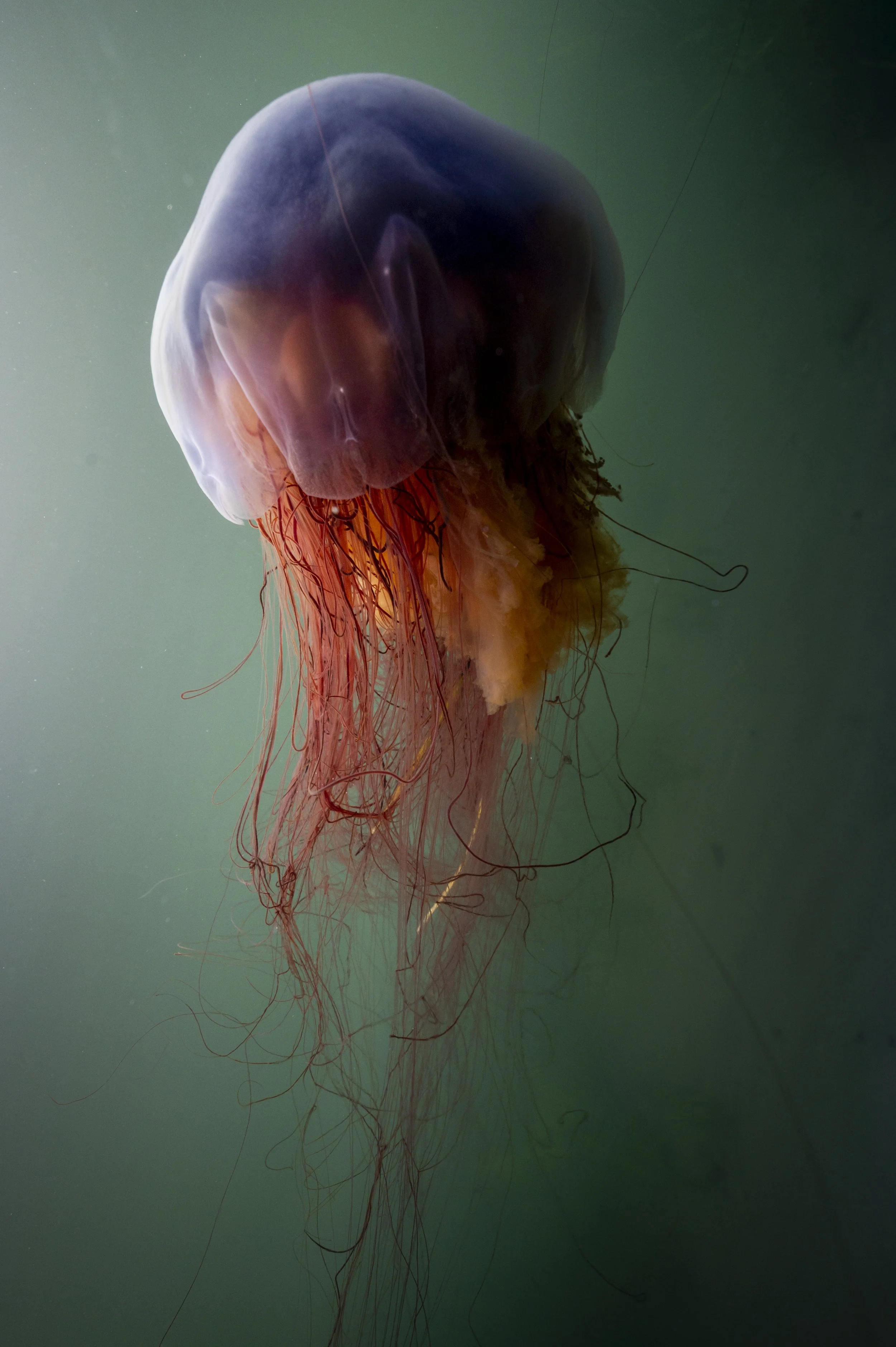 Méduse 3