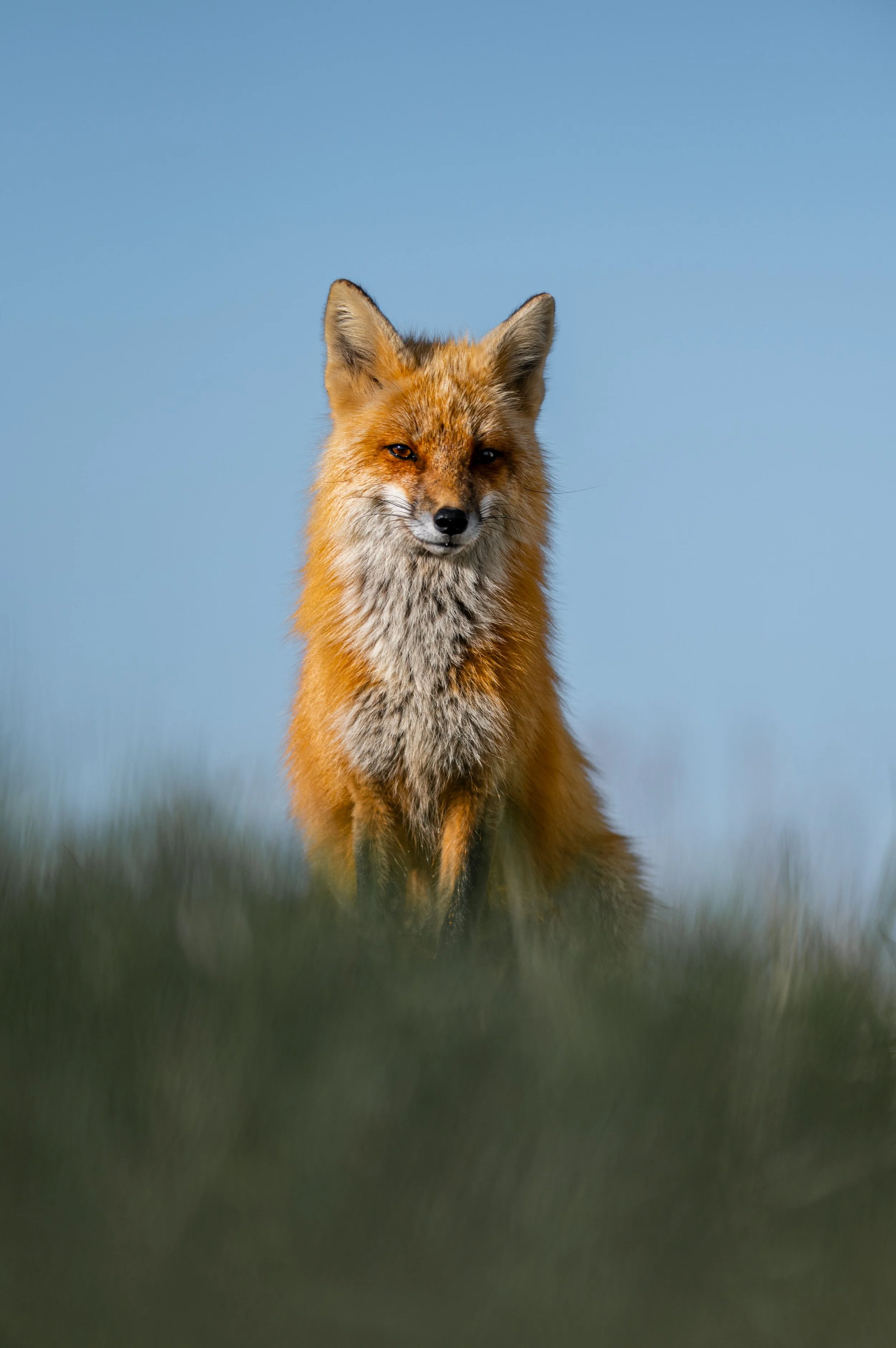 Renard11.jpg