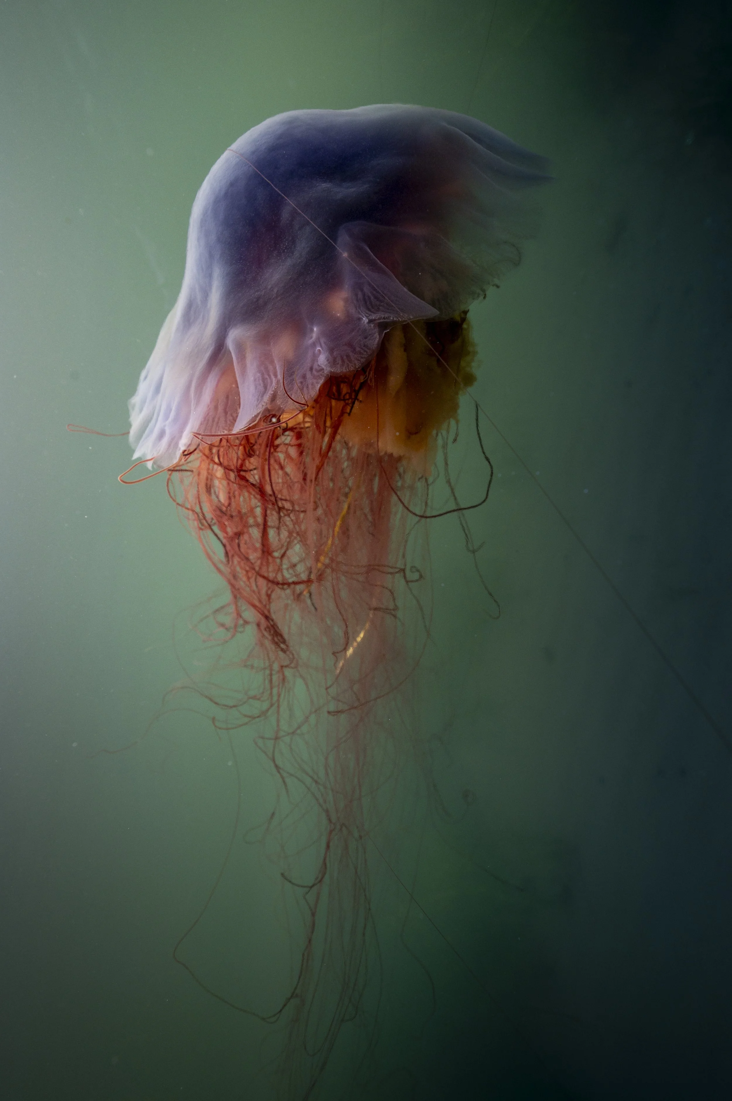 Méduse 2
