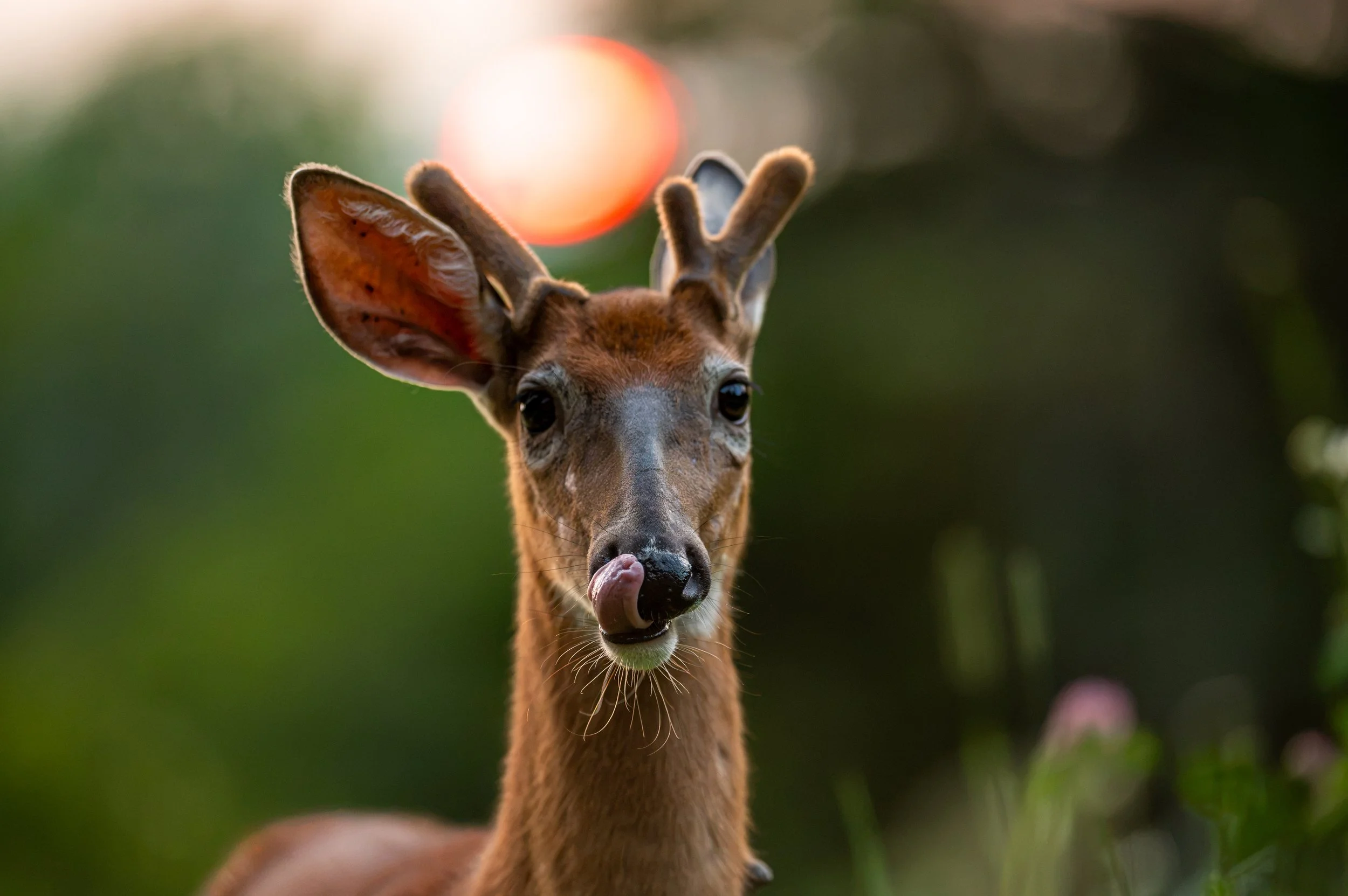 Cerf 4