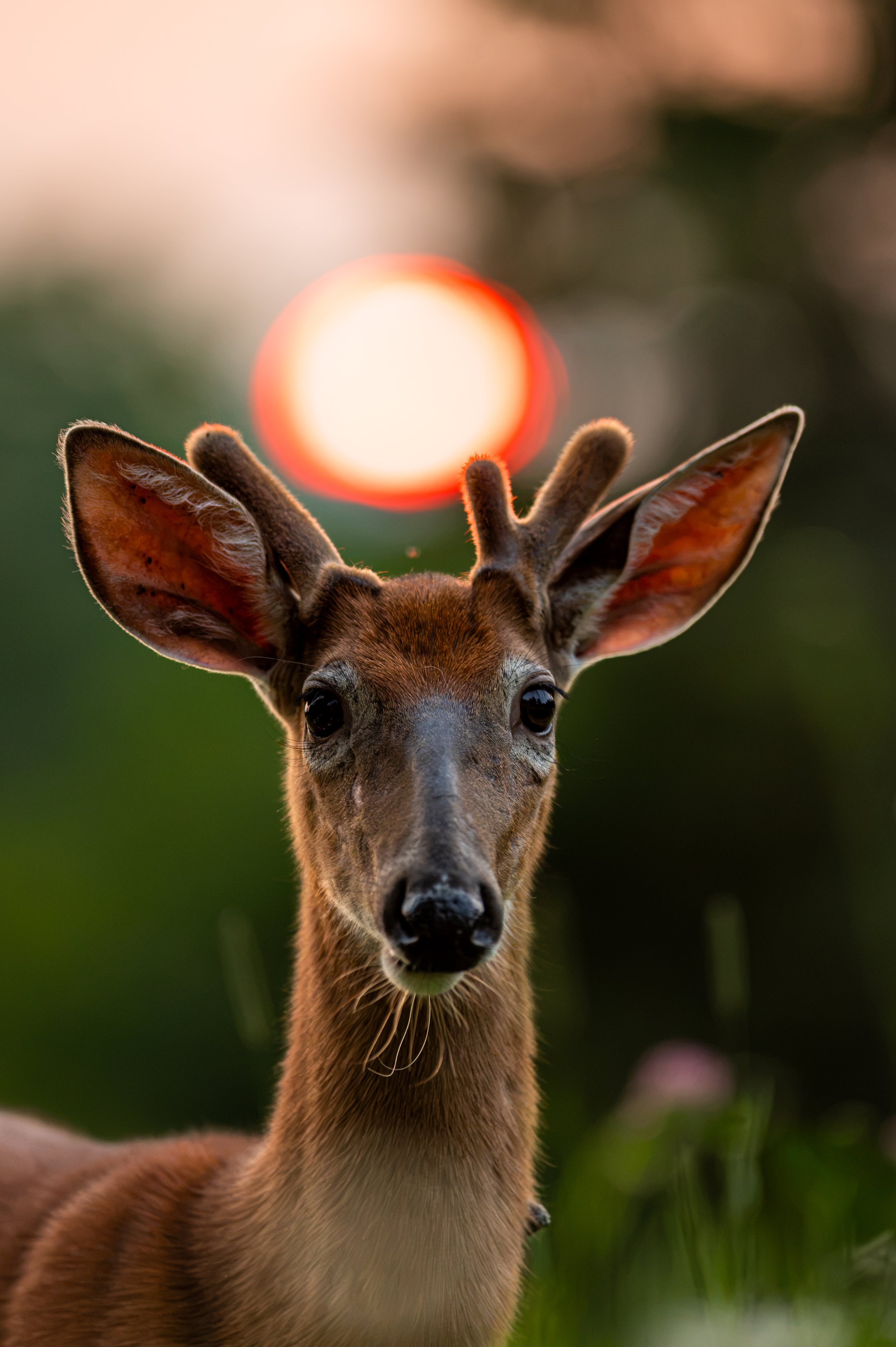 Cerf 3
