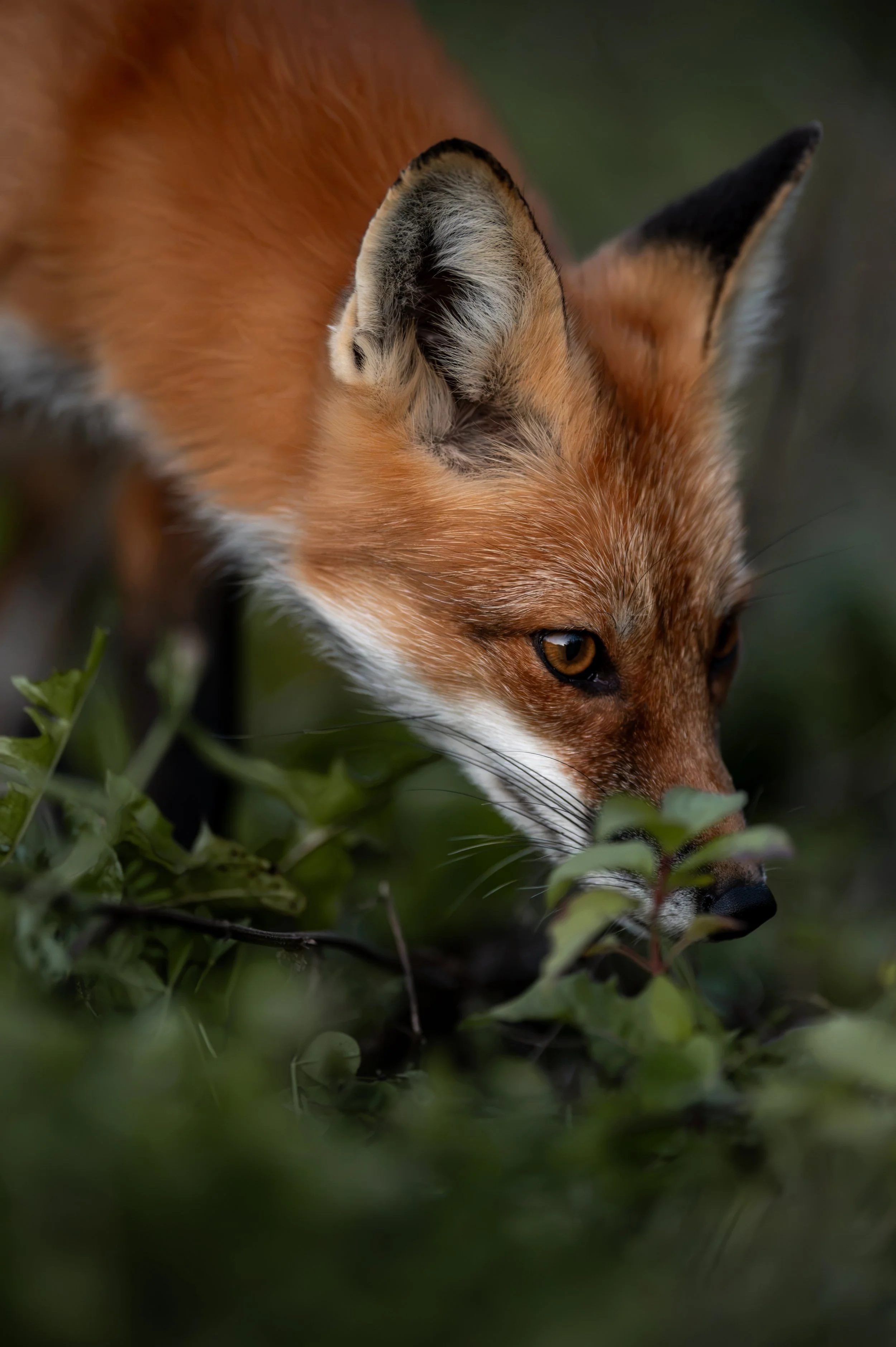 renard20.jpg