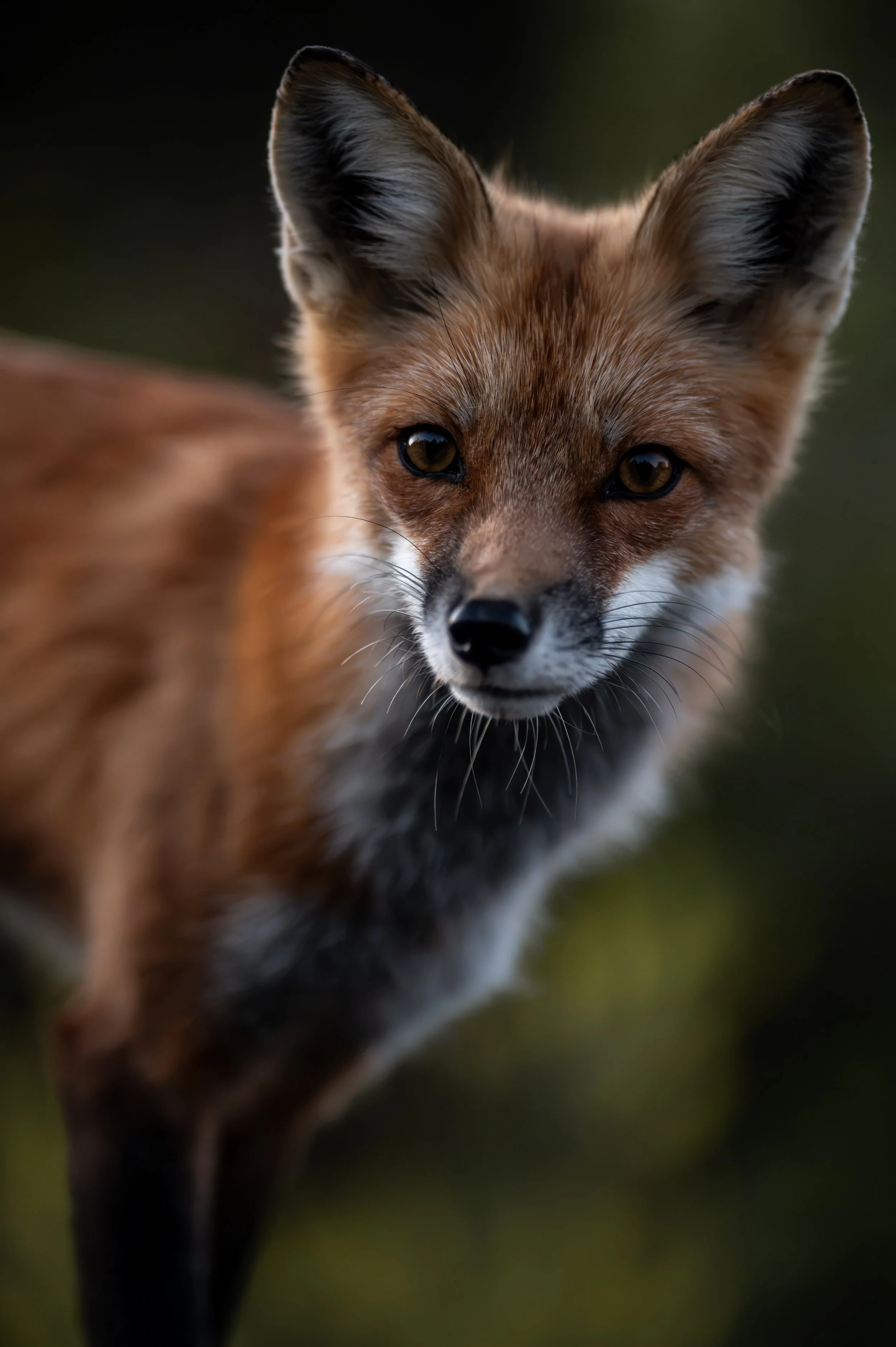 renard19.jpg