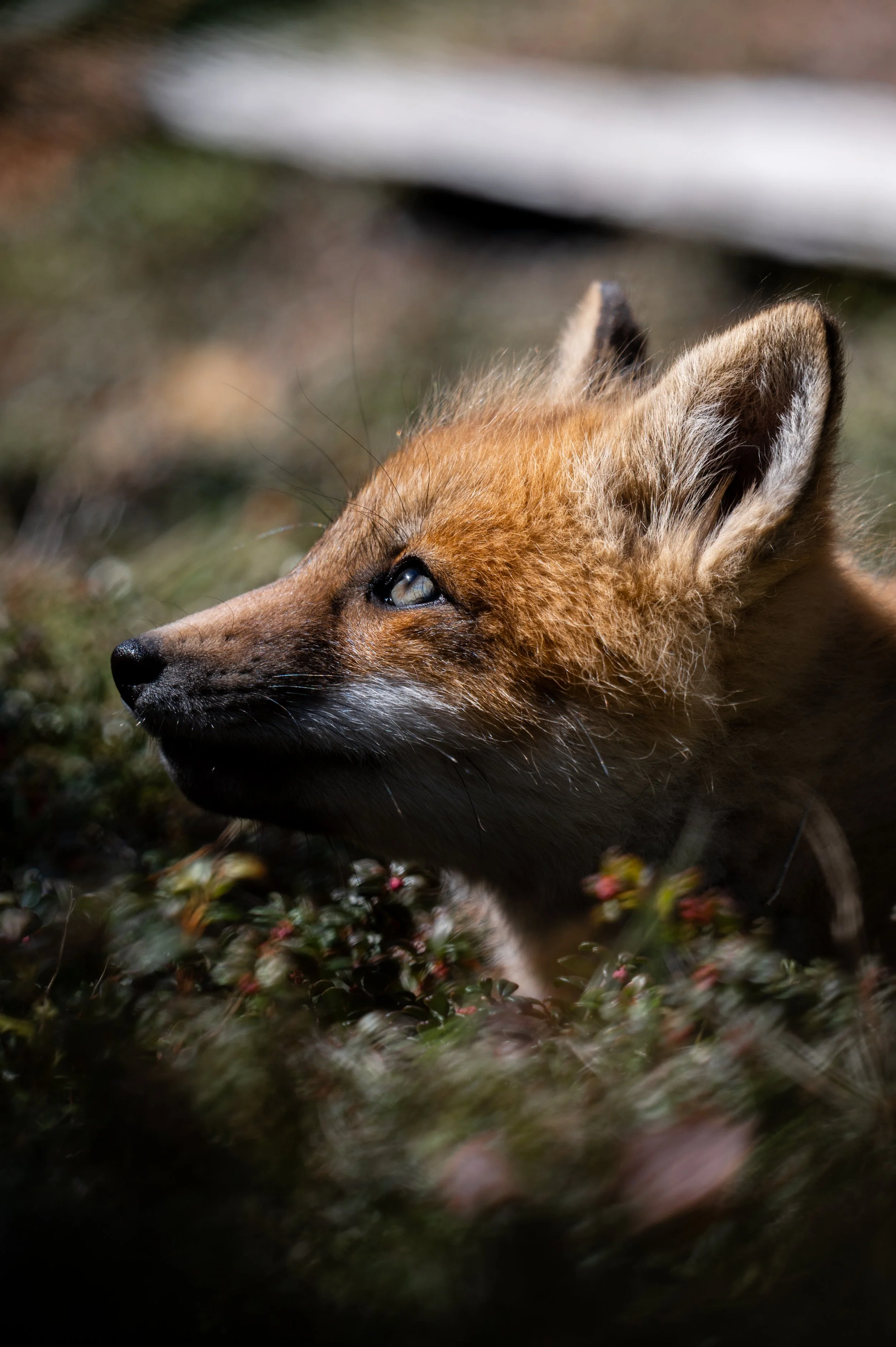 renard10.jpg