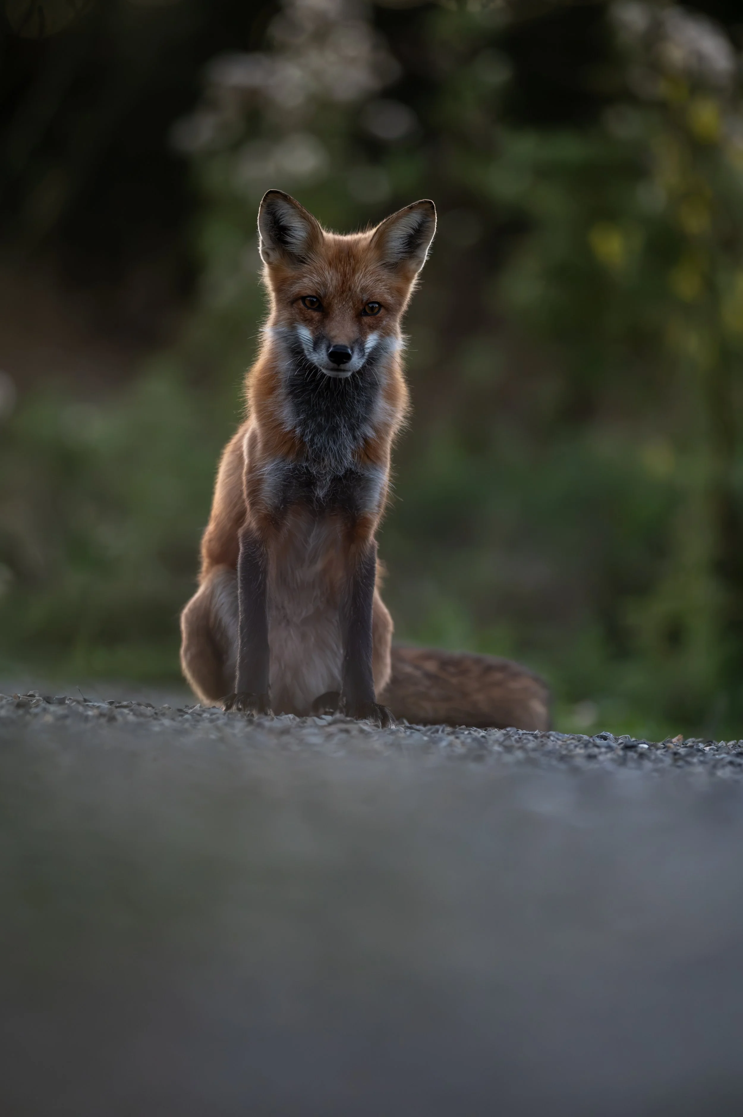 renard18.jpg