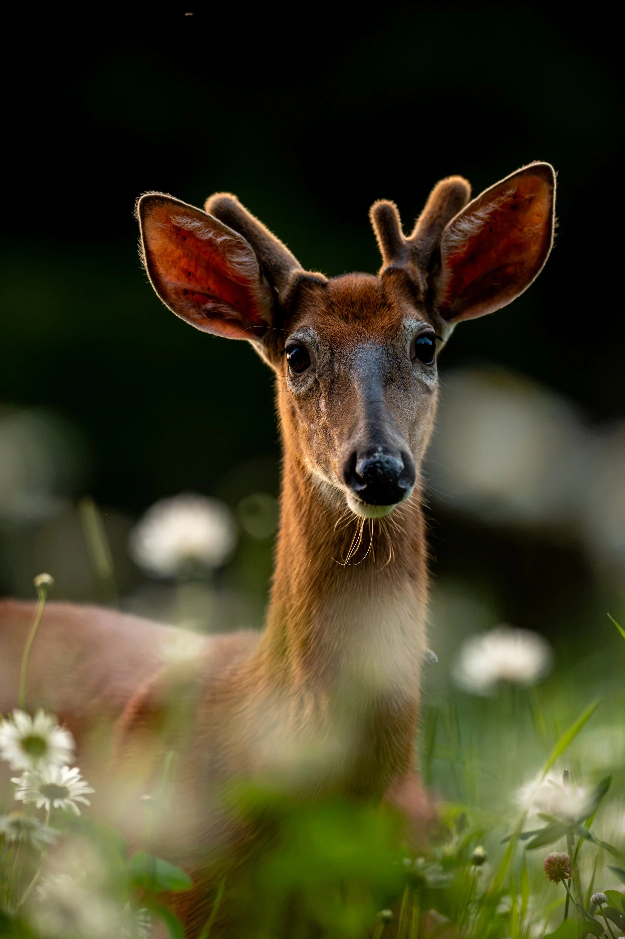 cerf2.jpg