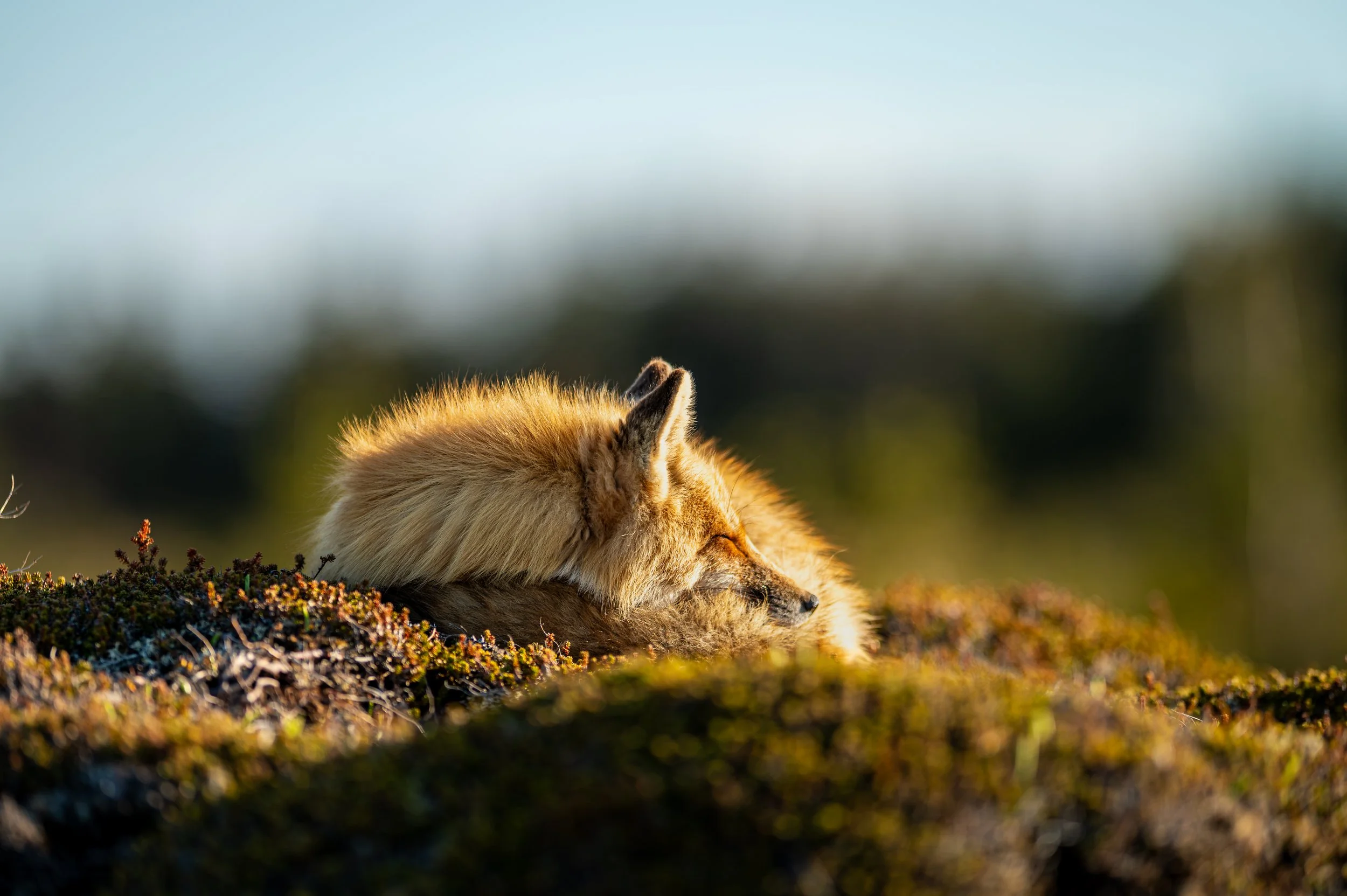 Renard12.jpg