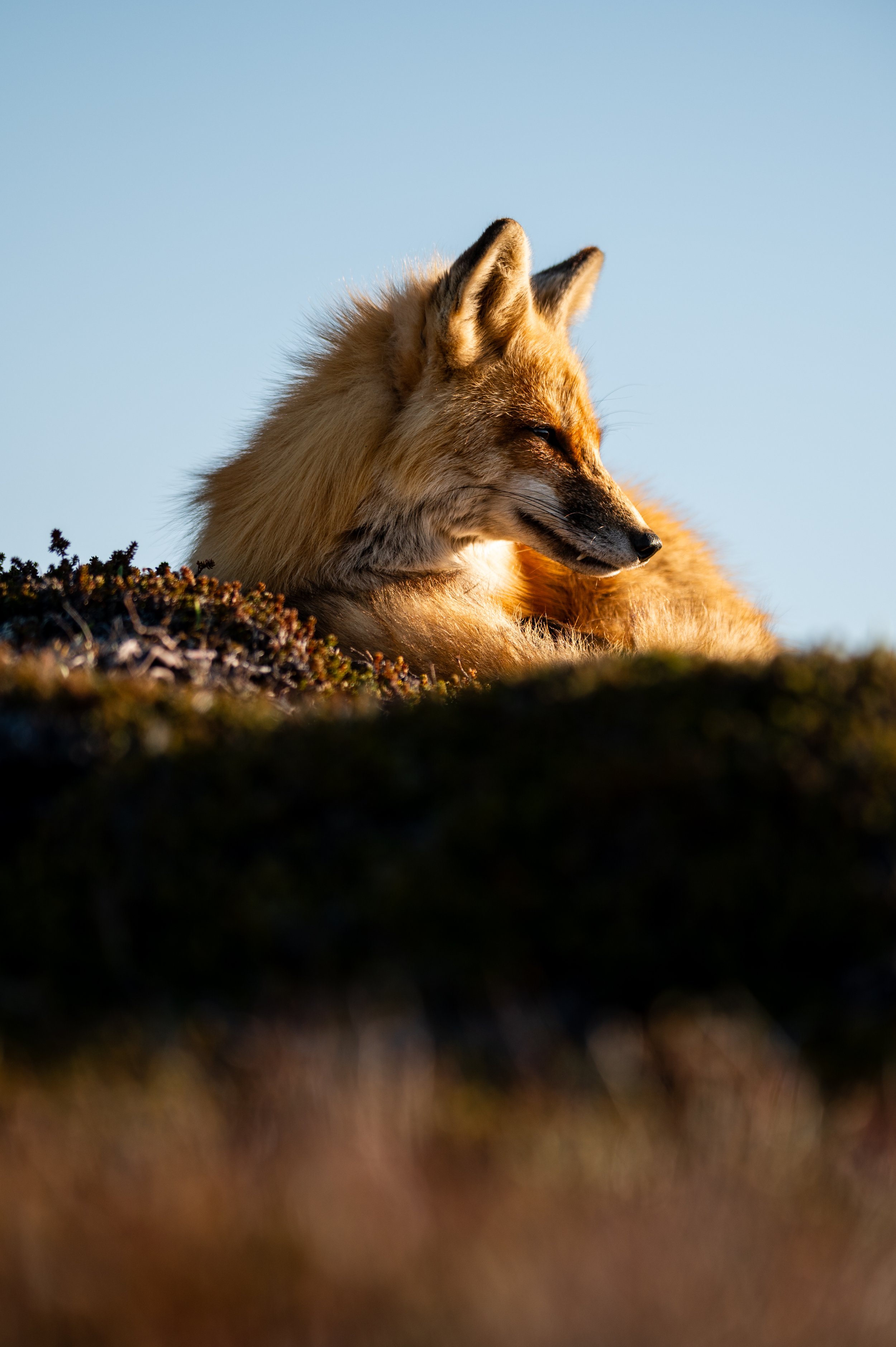 renard17.jpg