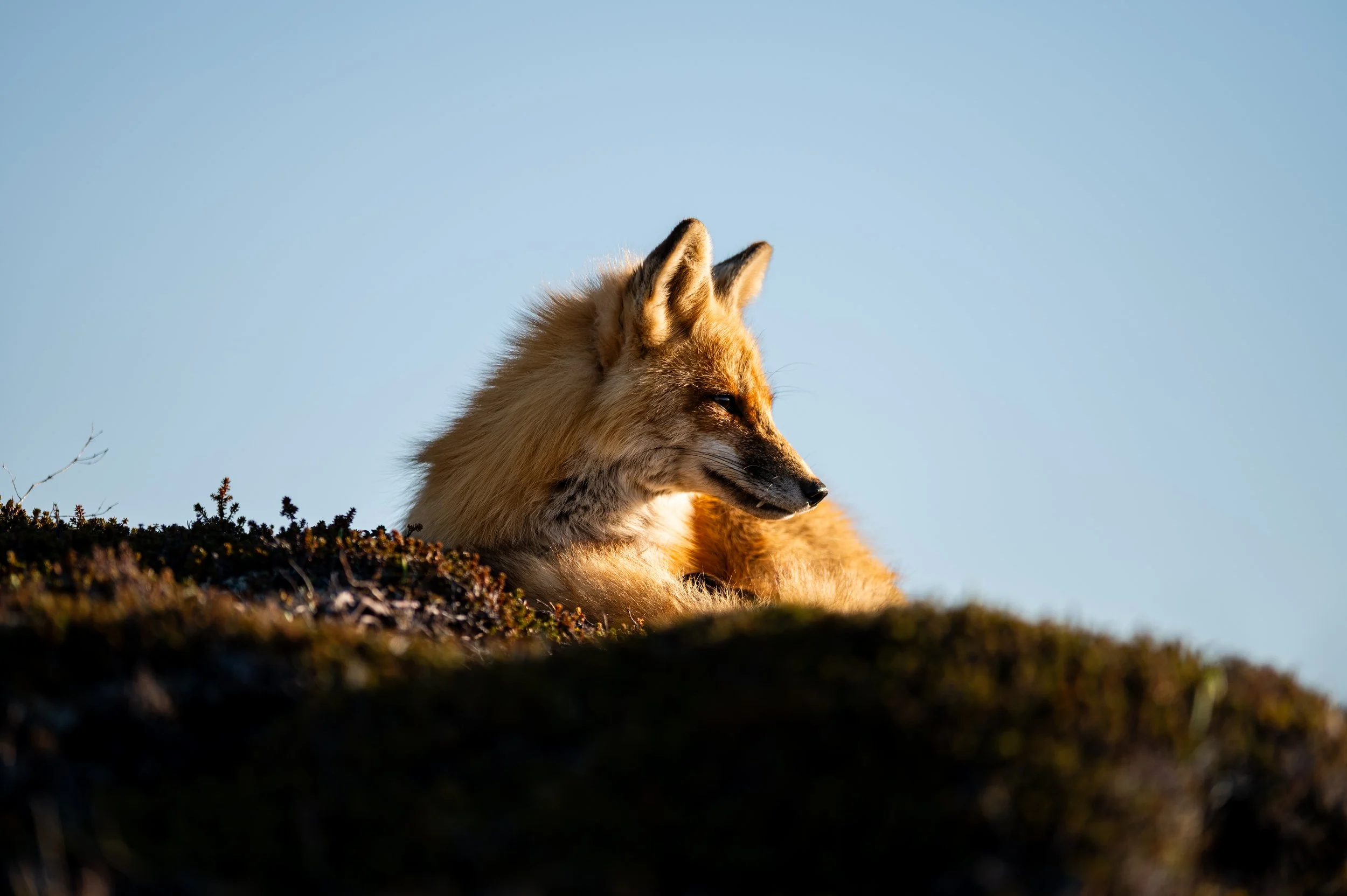 Renard16.jpg