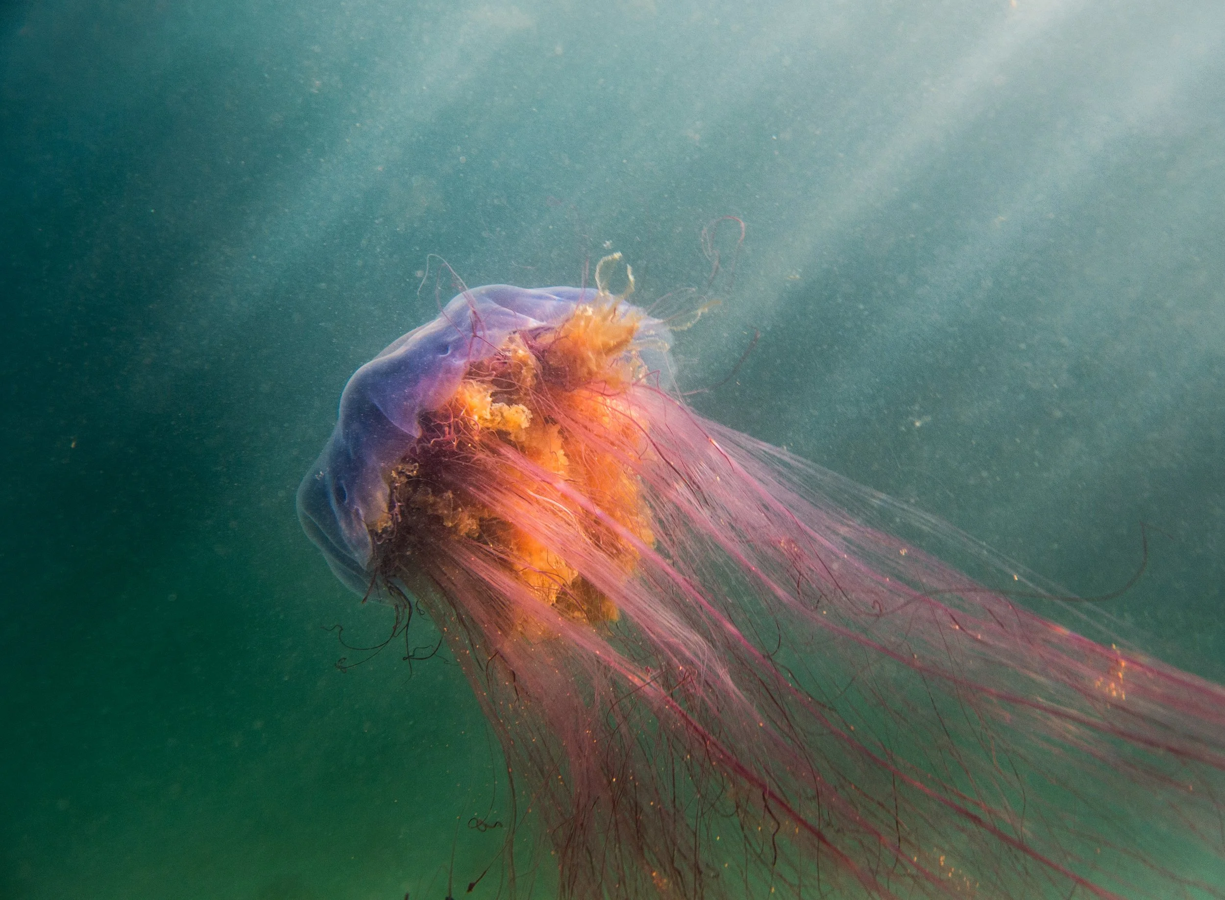 Méduse 1