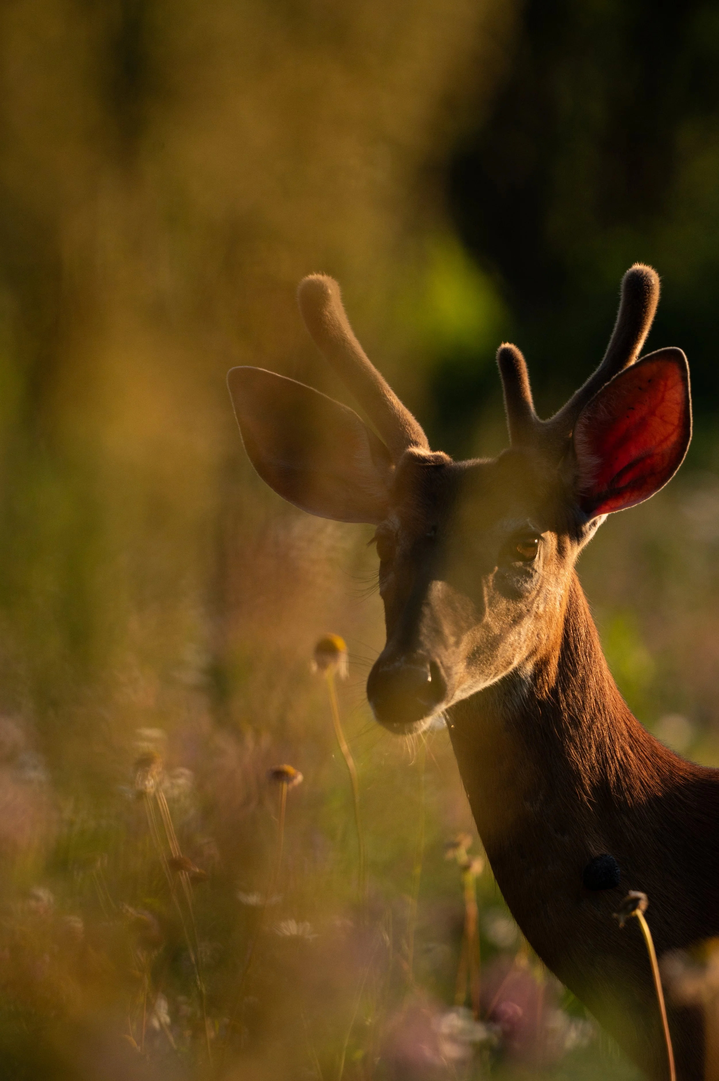 Cerf 1