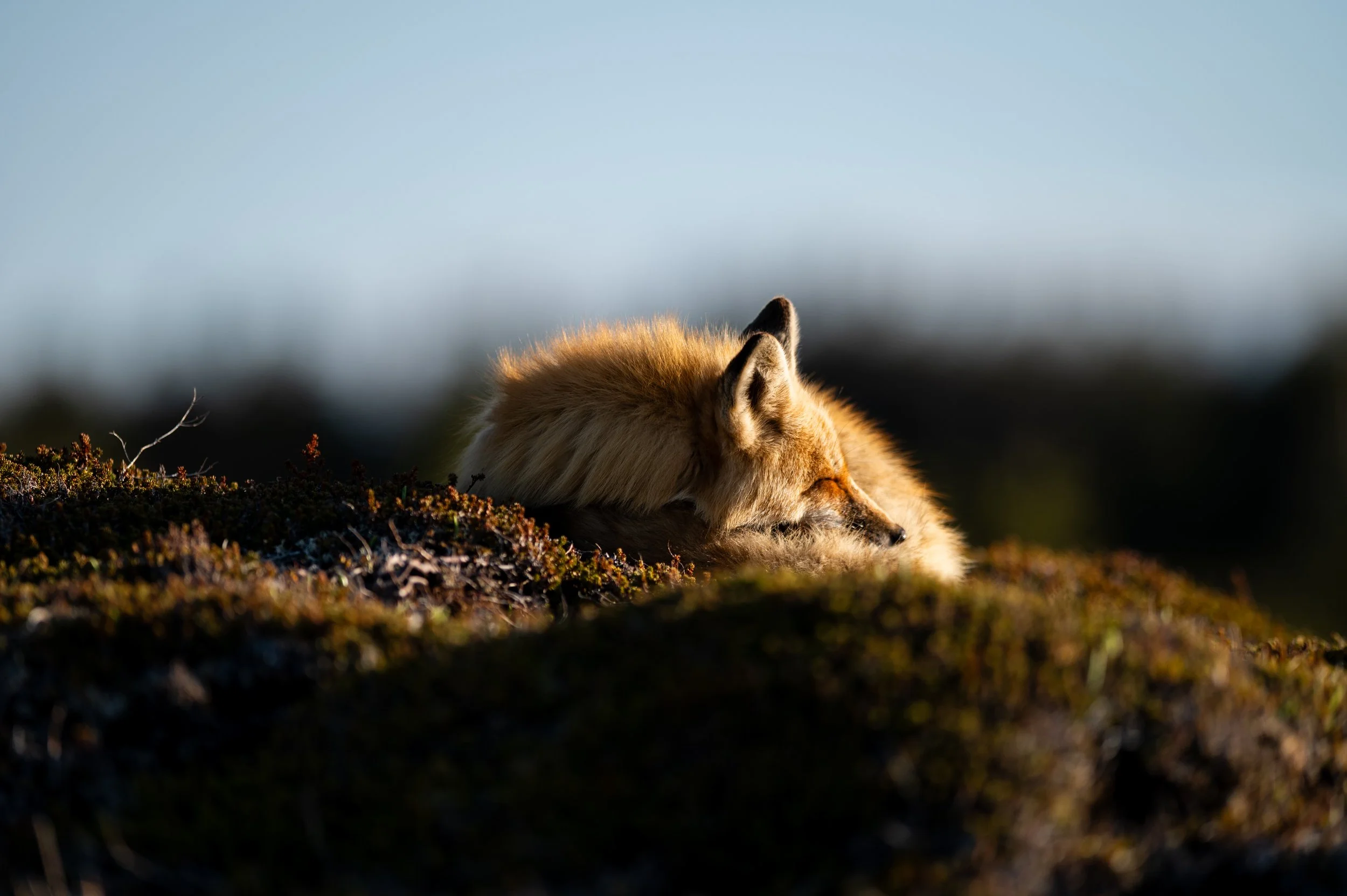 Renard15.jpg