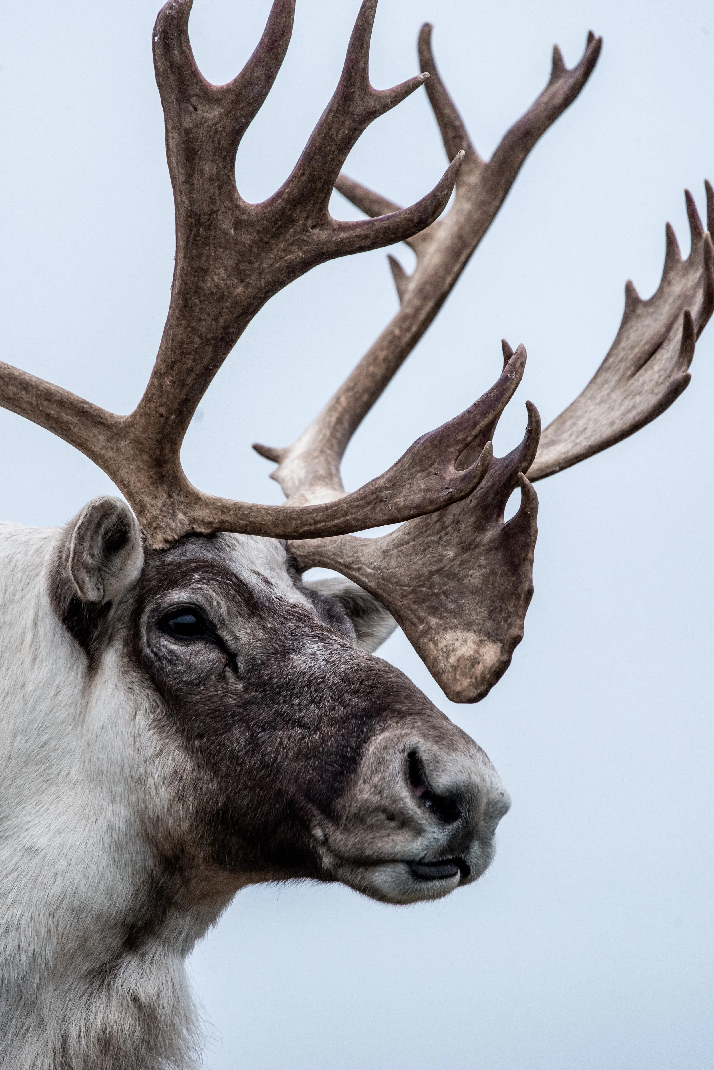 Caribou 3