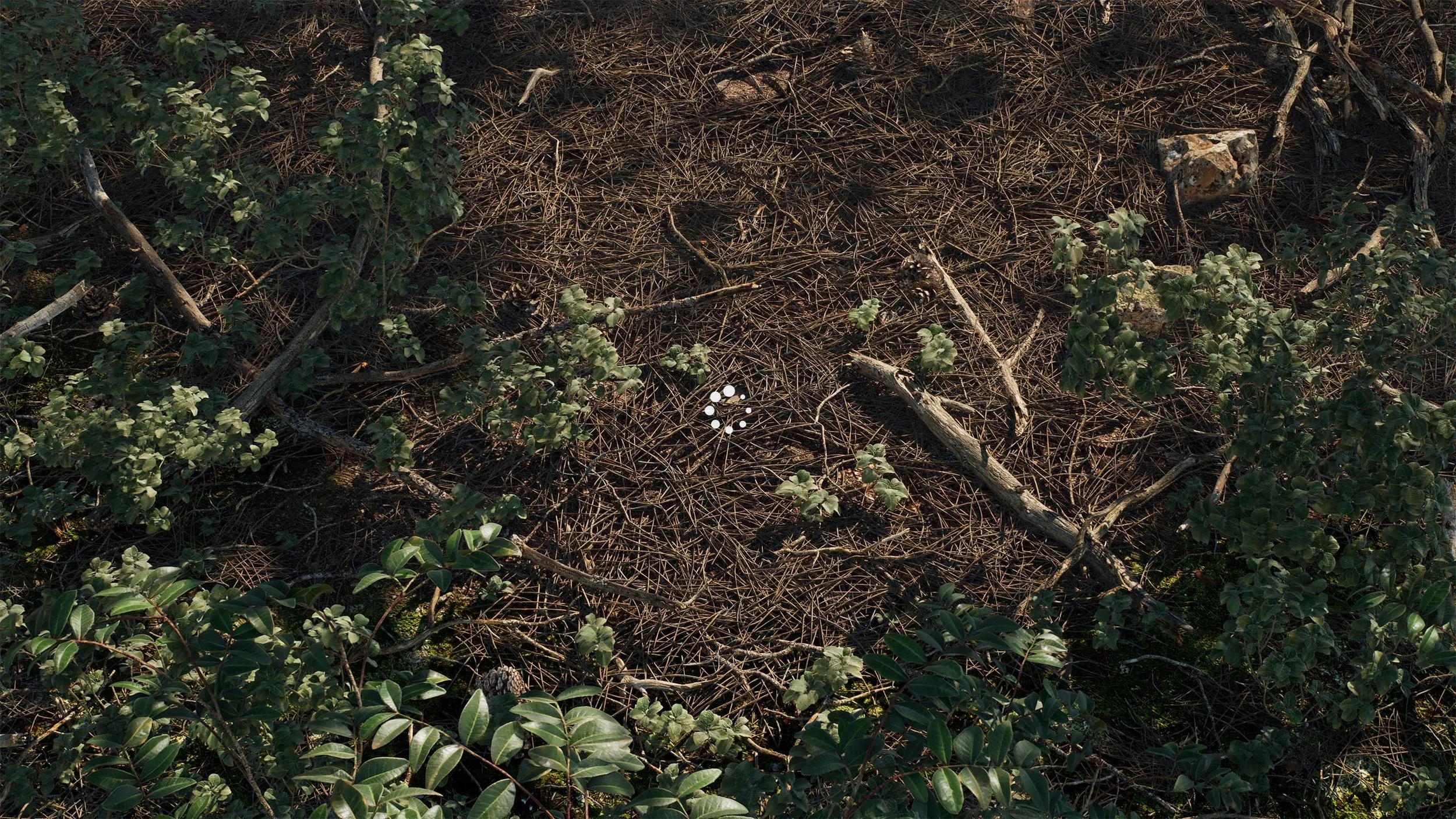 MPF_Landscape_Needles_Closeup_Fallback.jpg