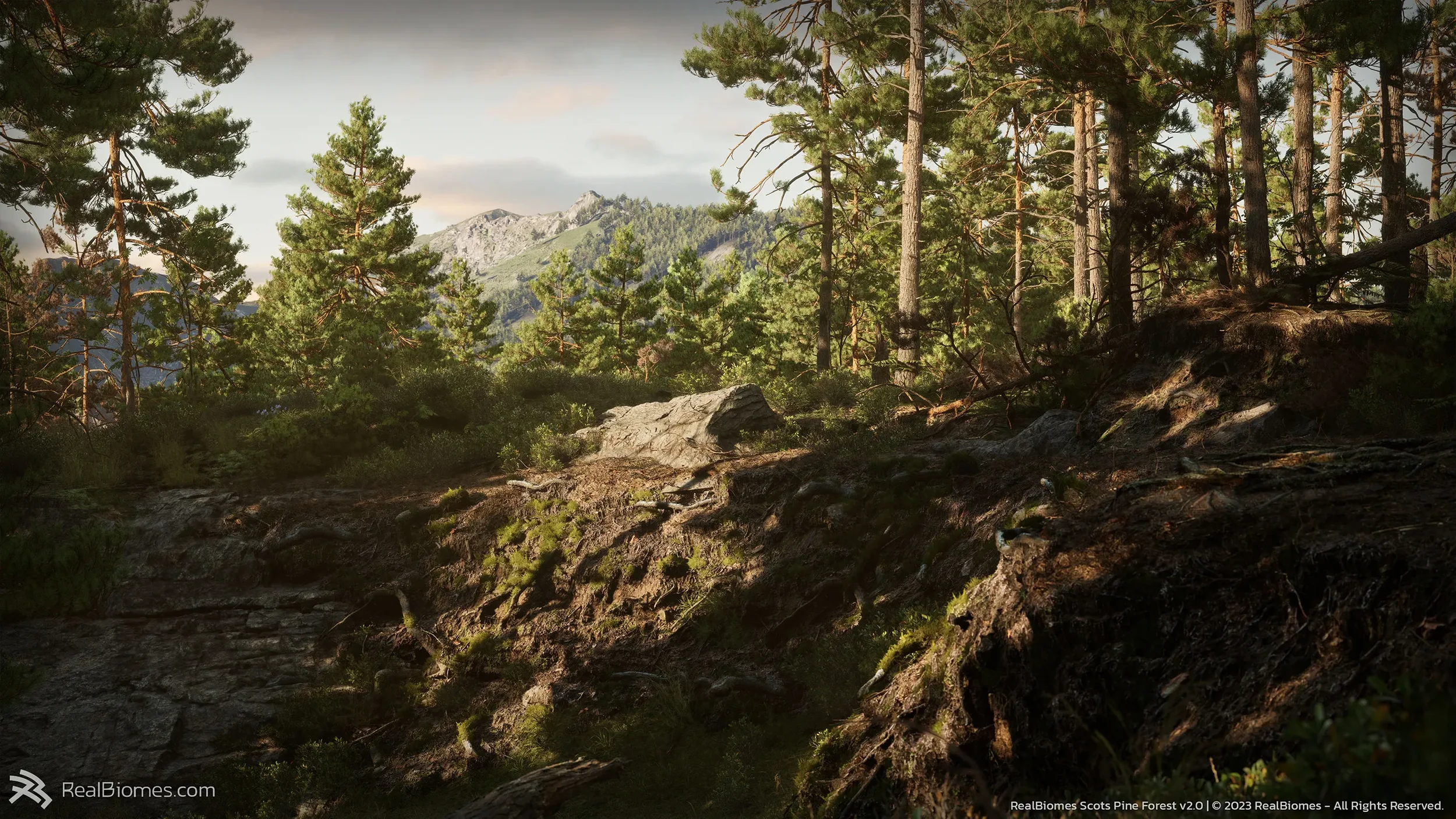 Pine3.webp