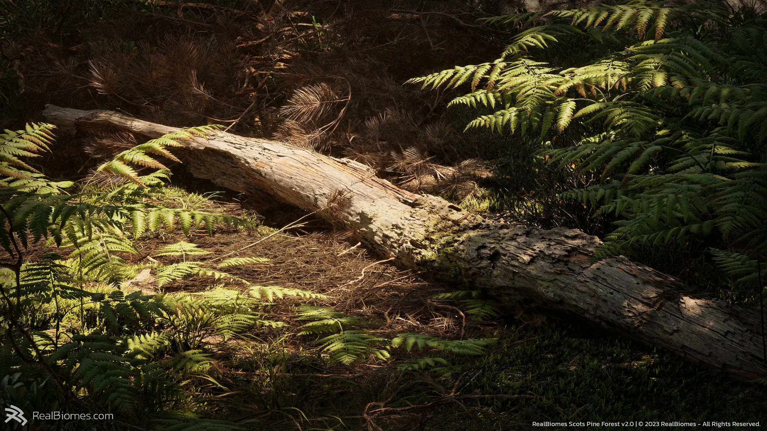 Pine2.webp