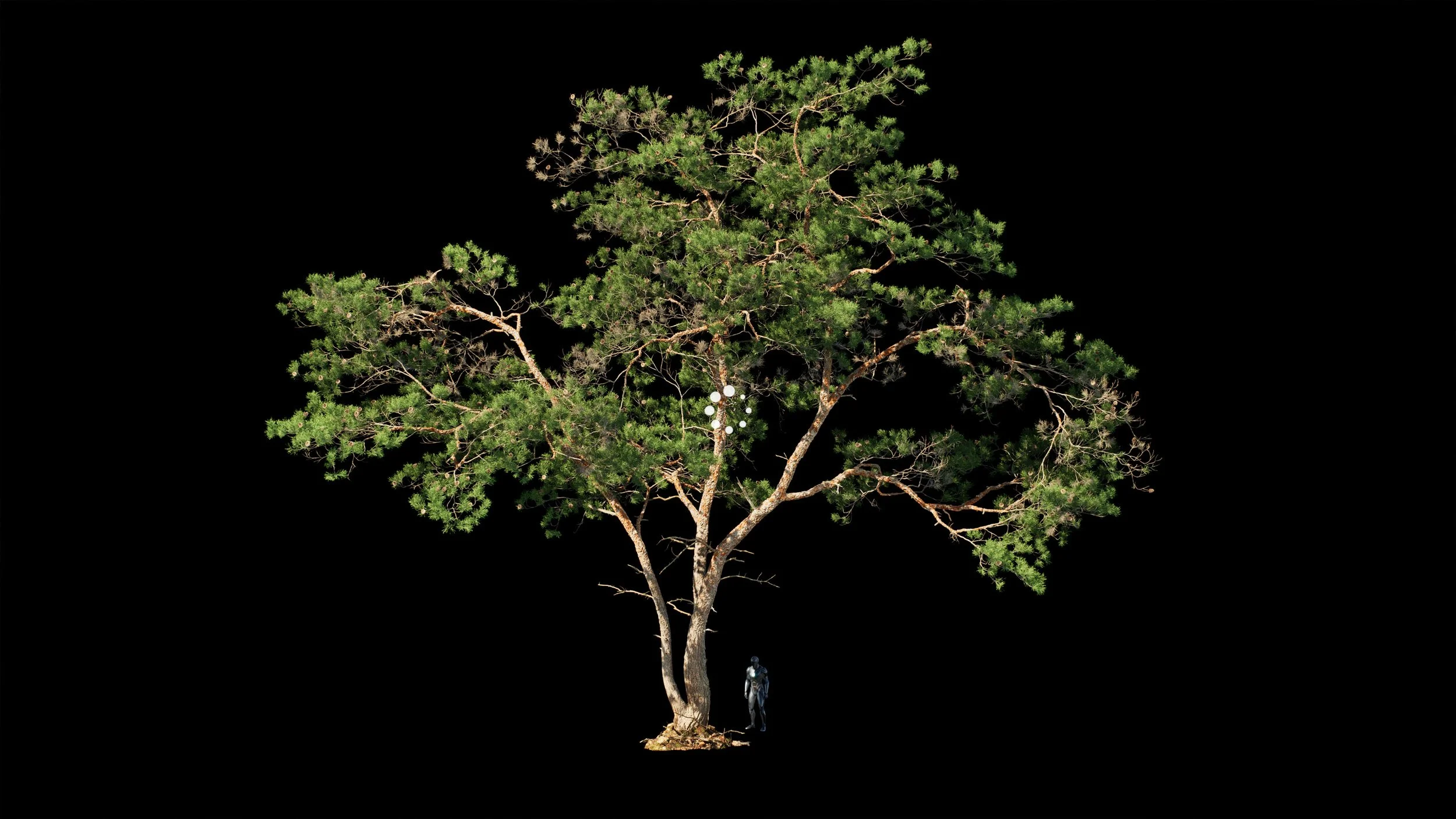 Foliage_Fallback.jpg