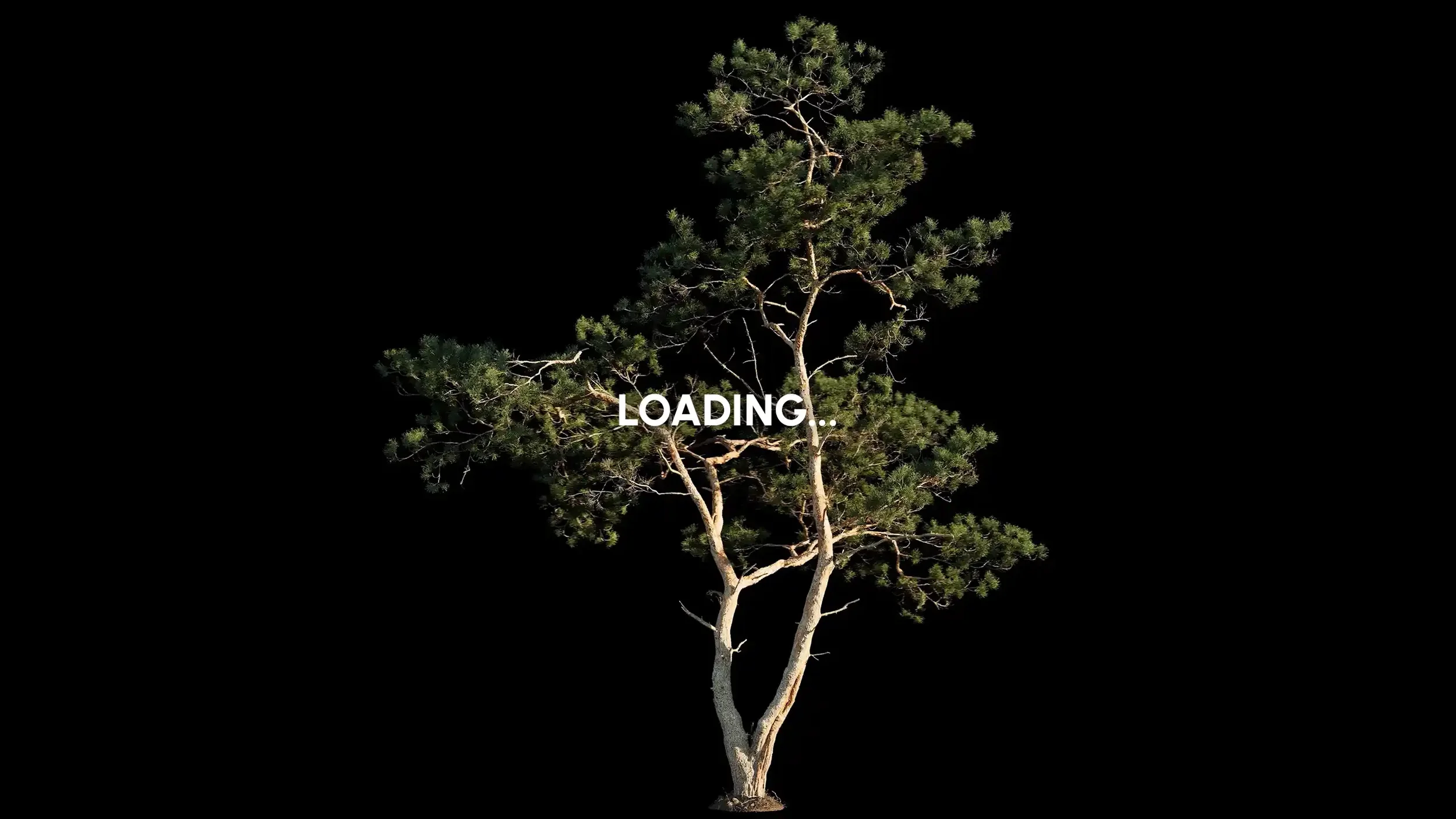 Aleppo_Pine_Combined_Fallback.webp