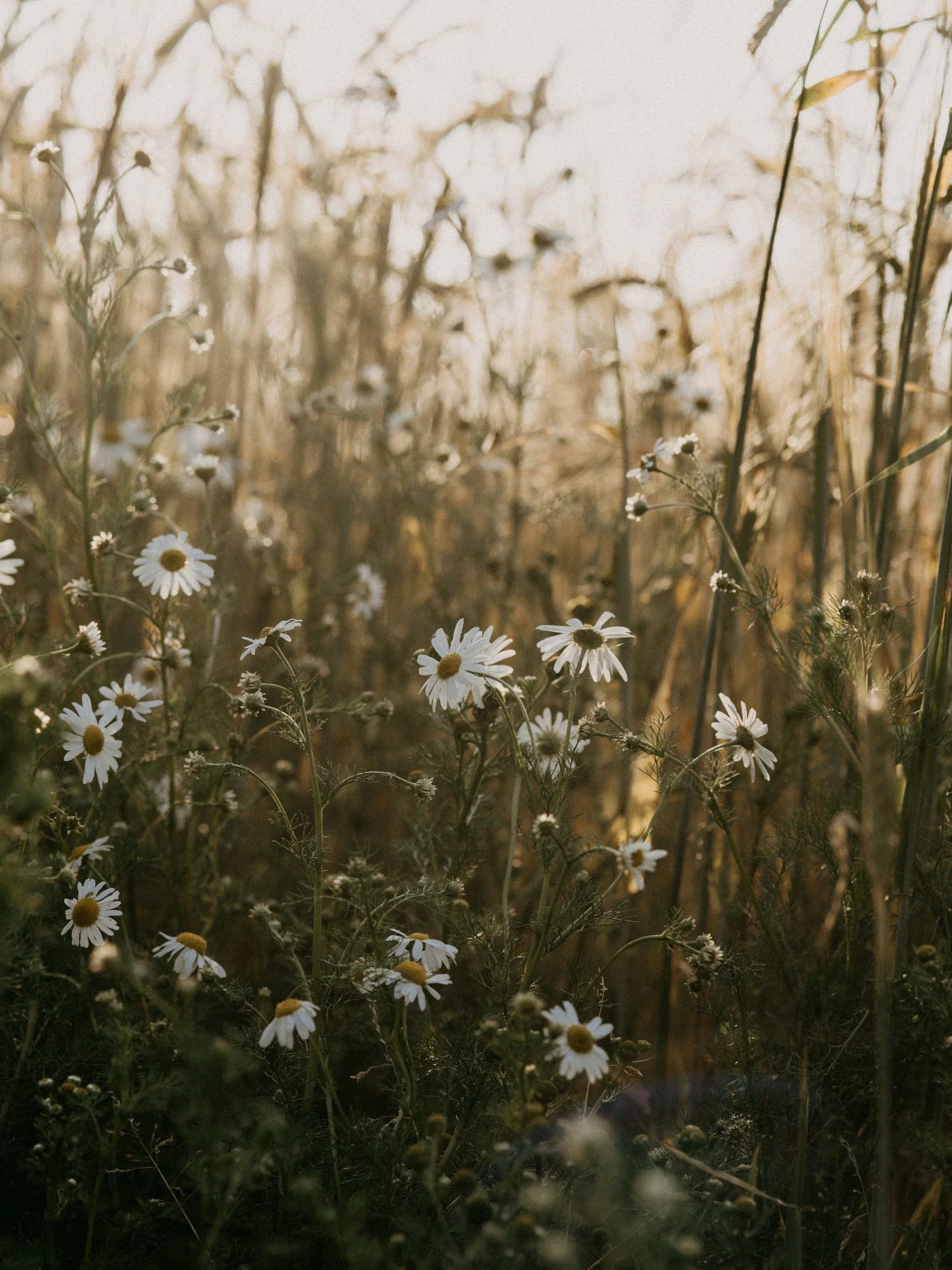 Close-up of daisies and wildflowers in a field during sunset.