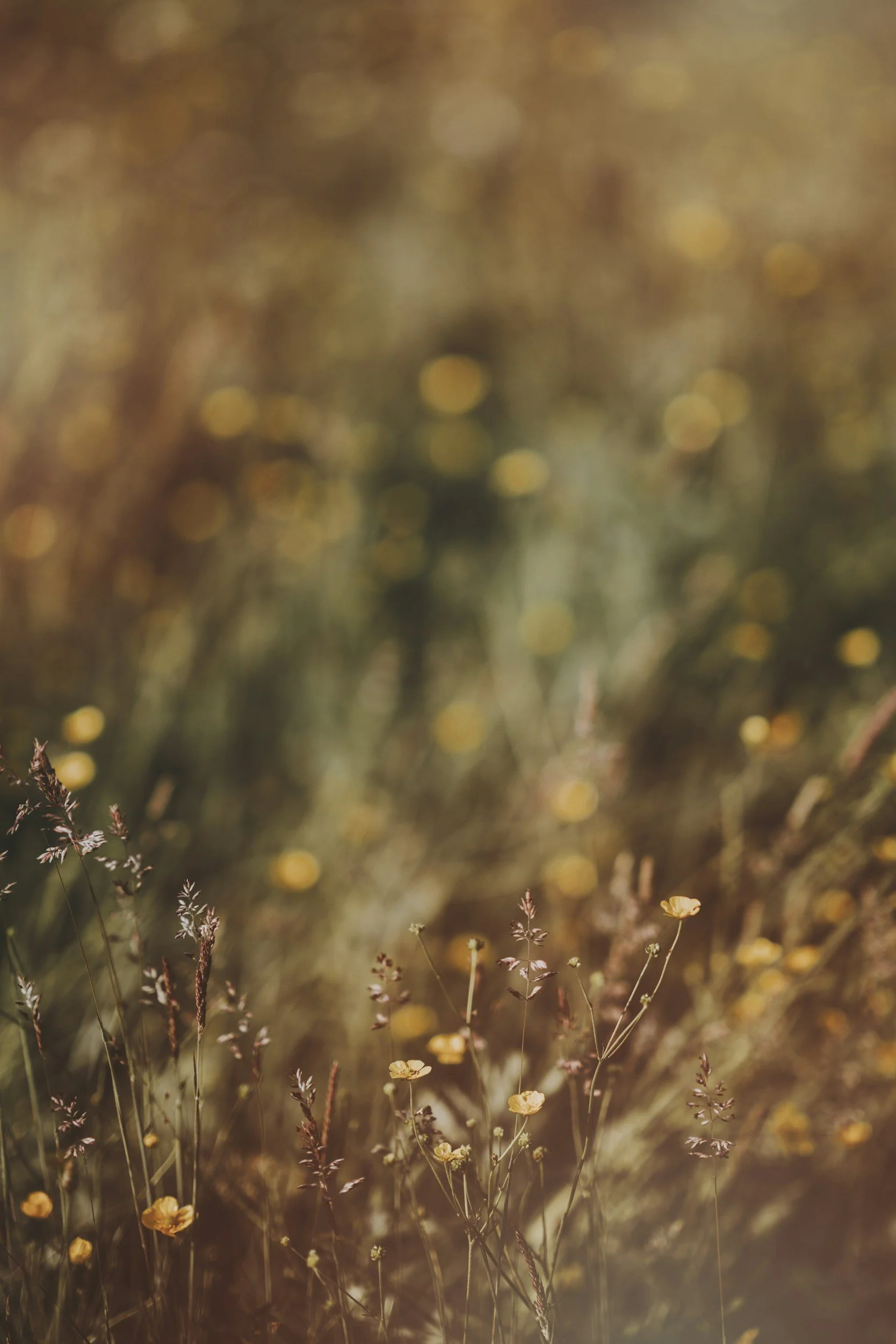 suncast wildflowers, with some background blurred, emdr therapy fort collins co