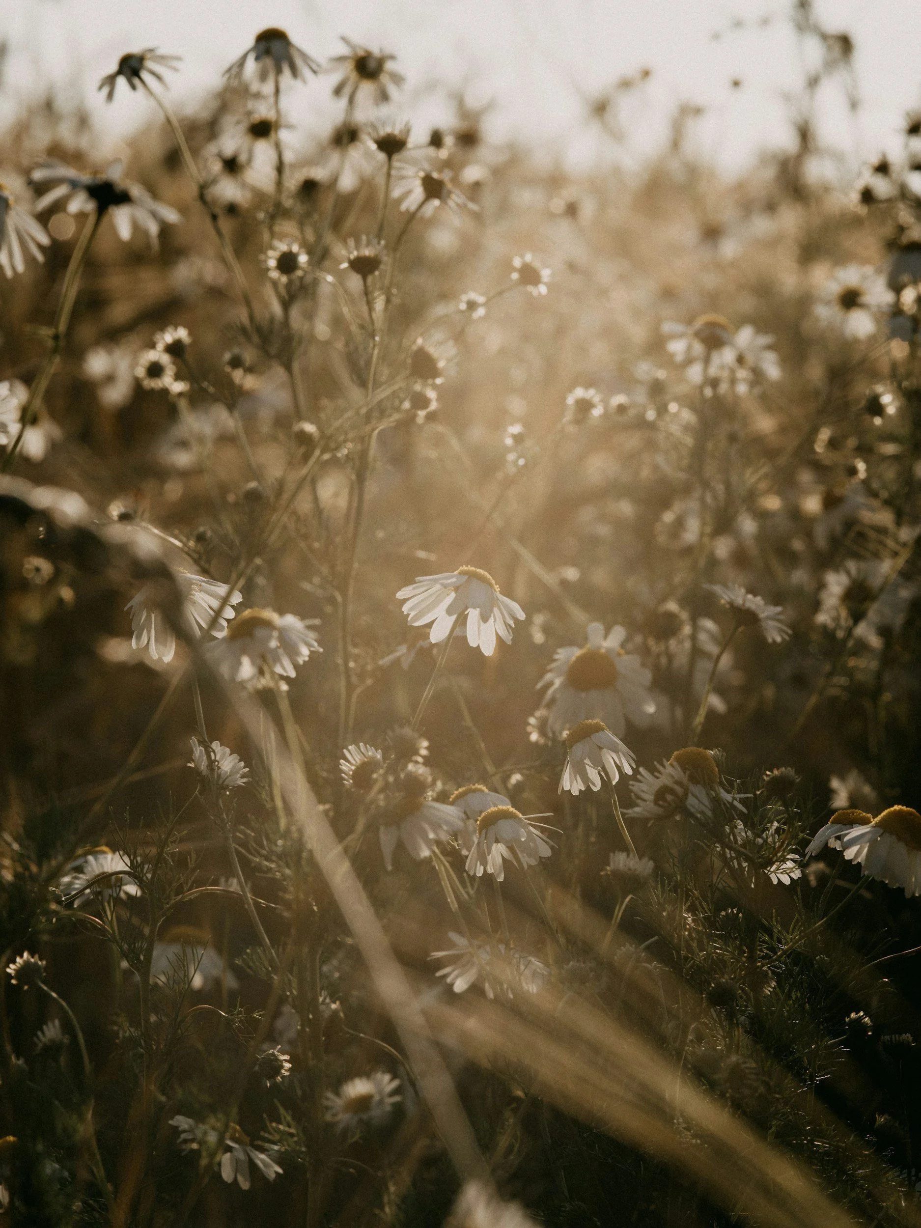 daisies in a field, therapy for trauma in northern colorado