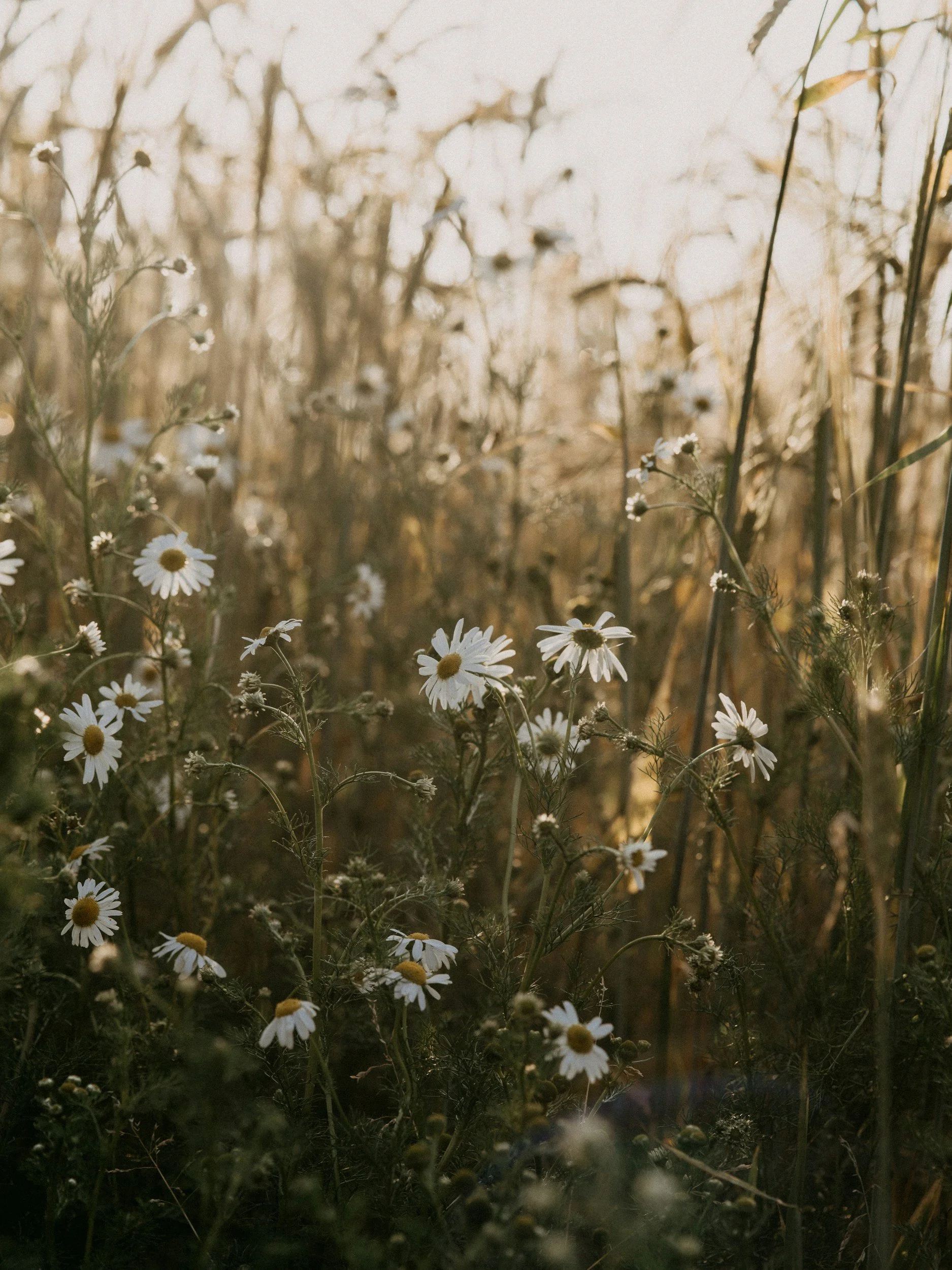 daisies in a field, therapy for trauma in fort collins colorado