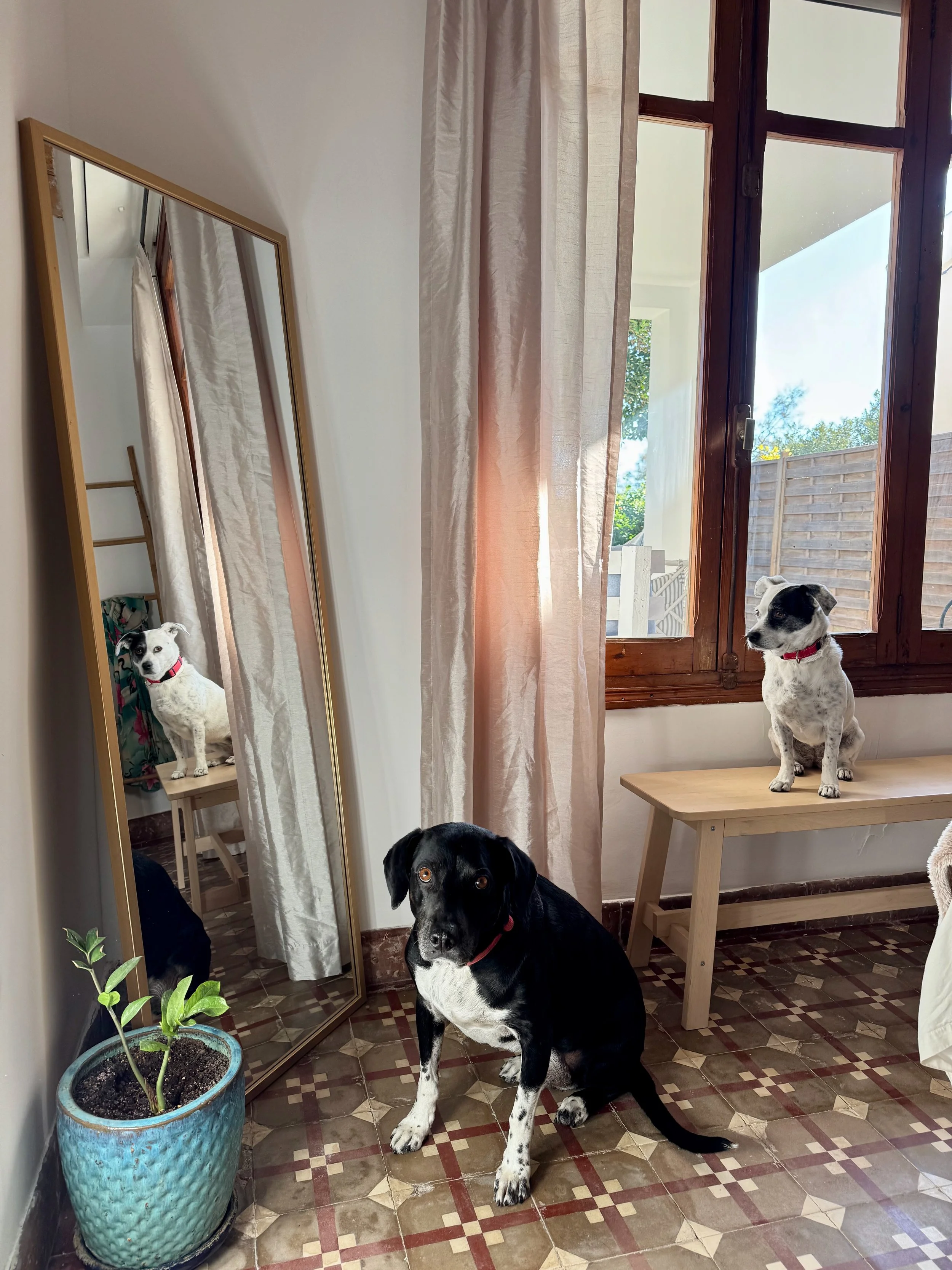 A black and white dog sitting on a patterned tile floor, looking at the camera, with two other dogs visible in the background near a window and a large mirror that reflects the room's interior.