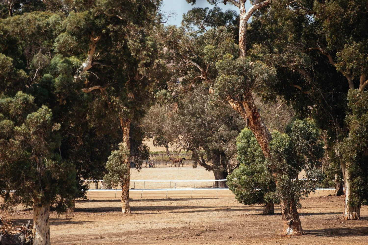 A scene at a horse racing track, showing trees in the foreground and horses in the background behind a fence.