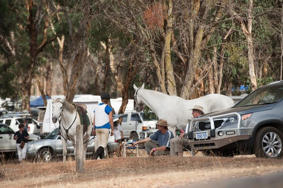 People with horses and cars parked on a dirt area near trees, at an outdoor event.