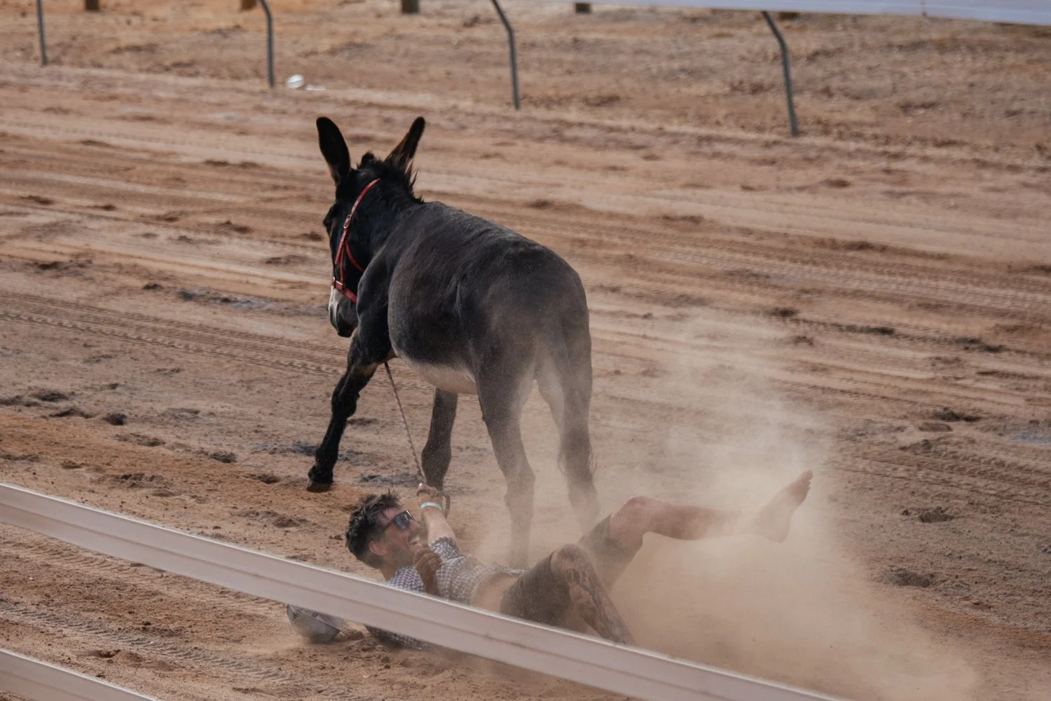 A man is falling off a horse on a dirt racetrack, dust rising as he hits the ground.