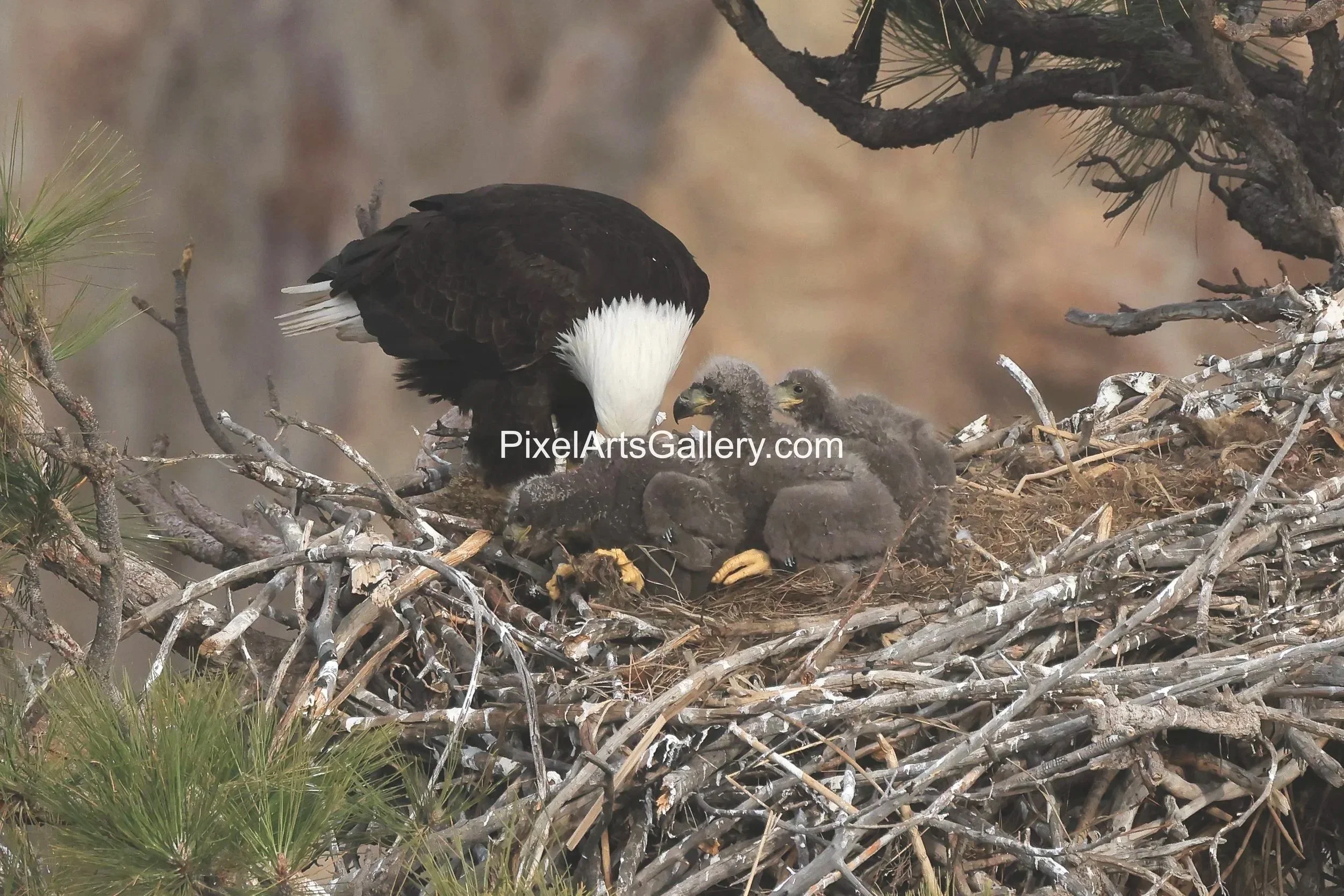 Growing eaglets fluffy gray - April 17th