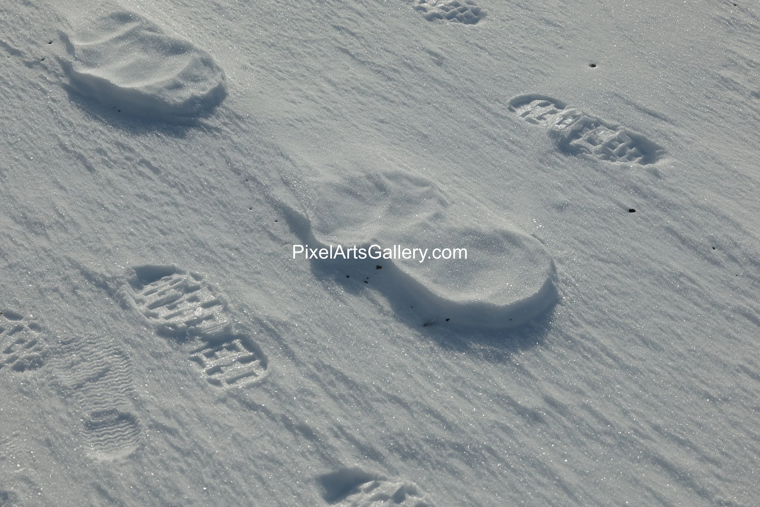 Polar Tracks