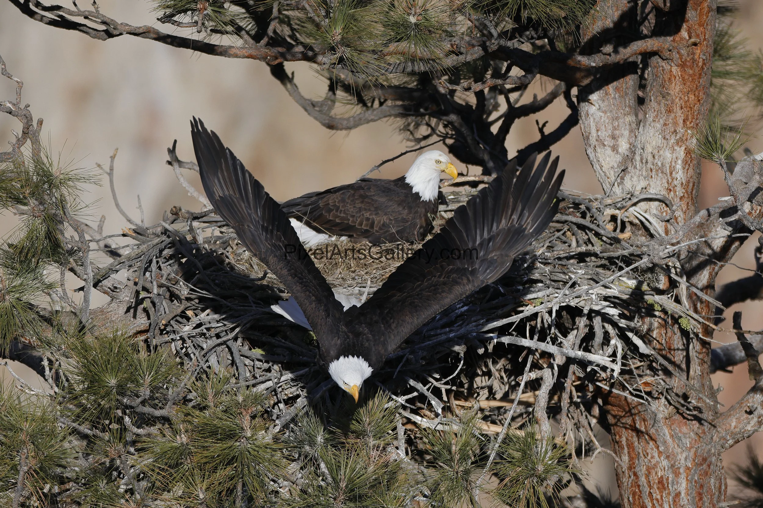 Adults take turns sitting on the eggs - part of 35 Days