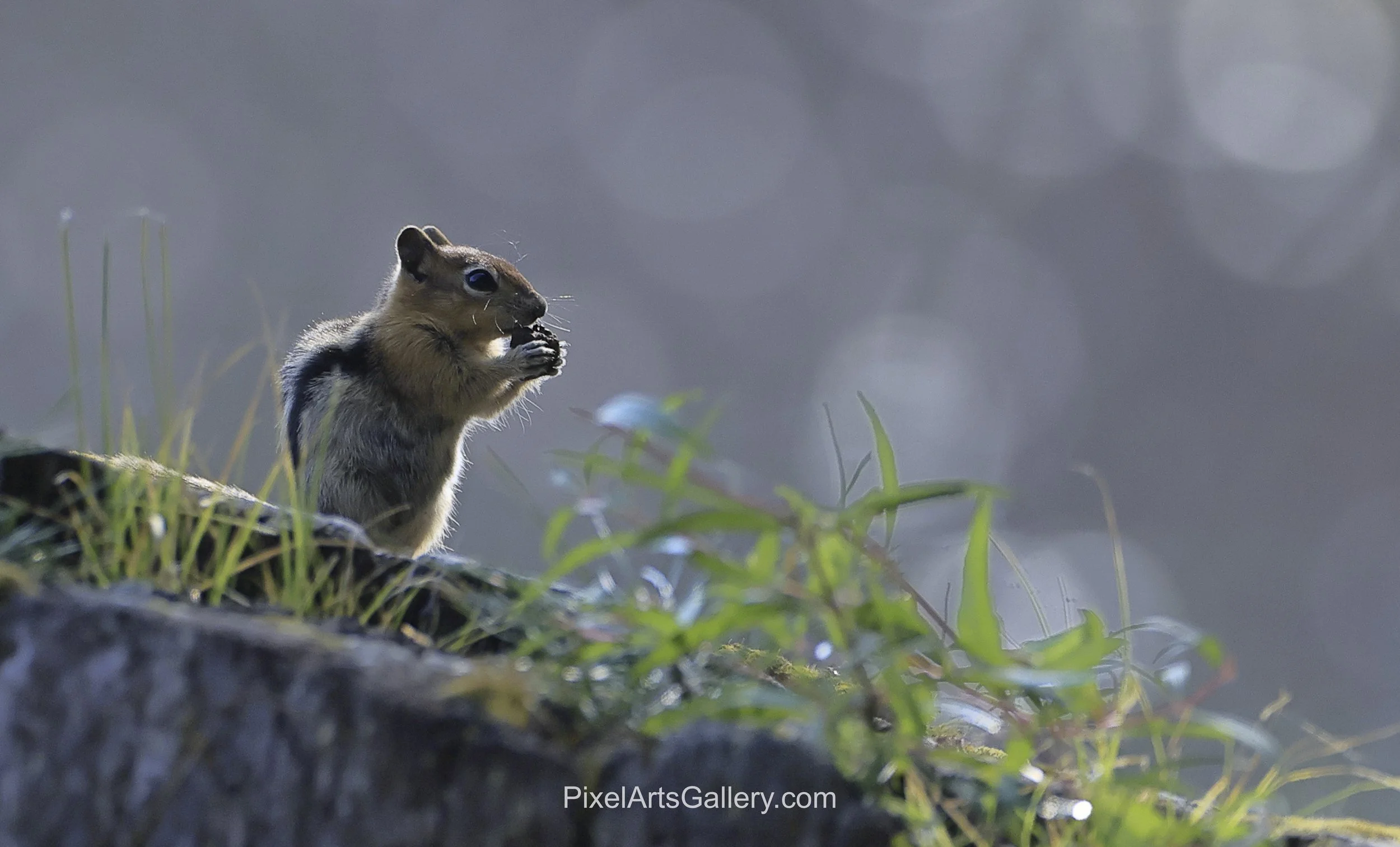 Squirrel Feeding - 

A small squirrel sits upright on a moss-covered log, holding food between its paws. Gentle backlighting outlines its whiskers and fur.
